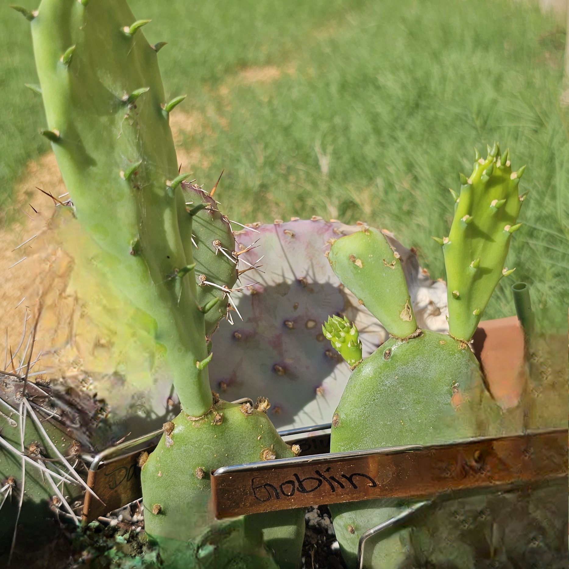 Photo of the plant species Opuntia 'Goblin' by @FunnySycamore named Cleopatra on Greg, the plant care app