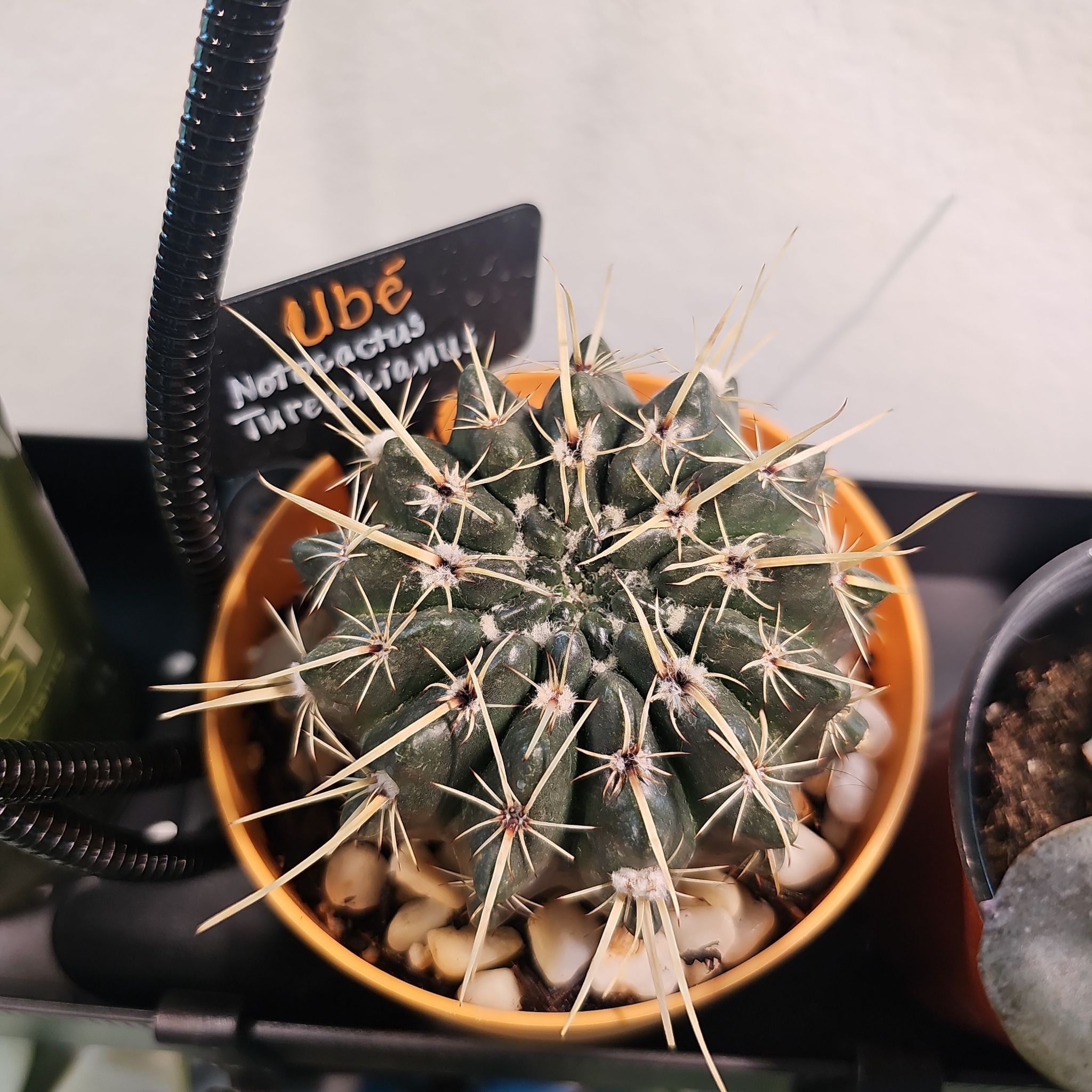 Photo of the plant species spike by @FunnySycamore named UBÉ on Greg, the plant care app