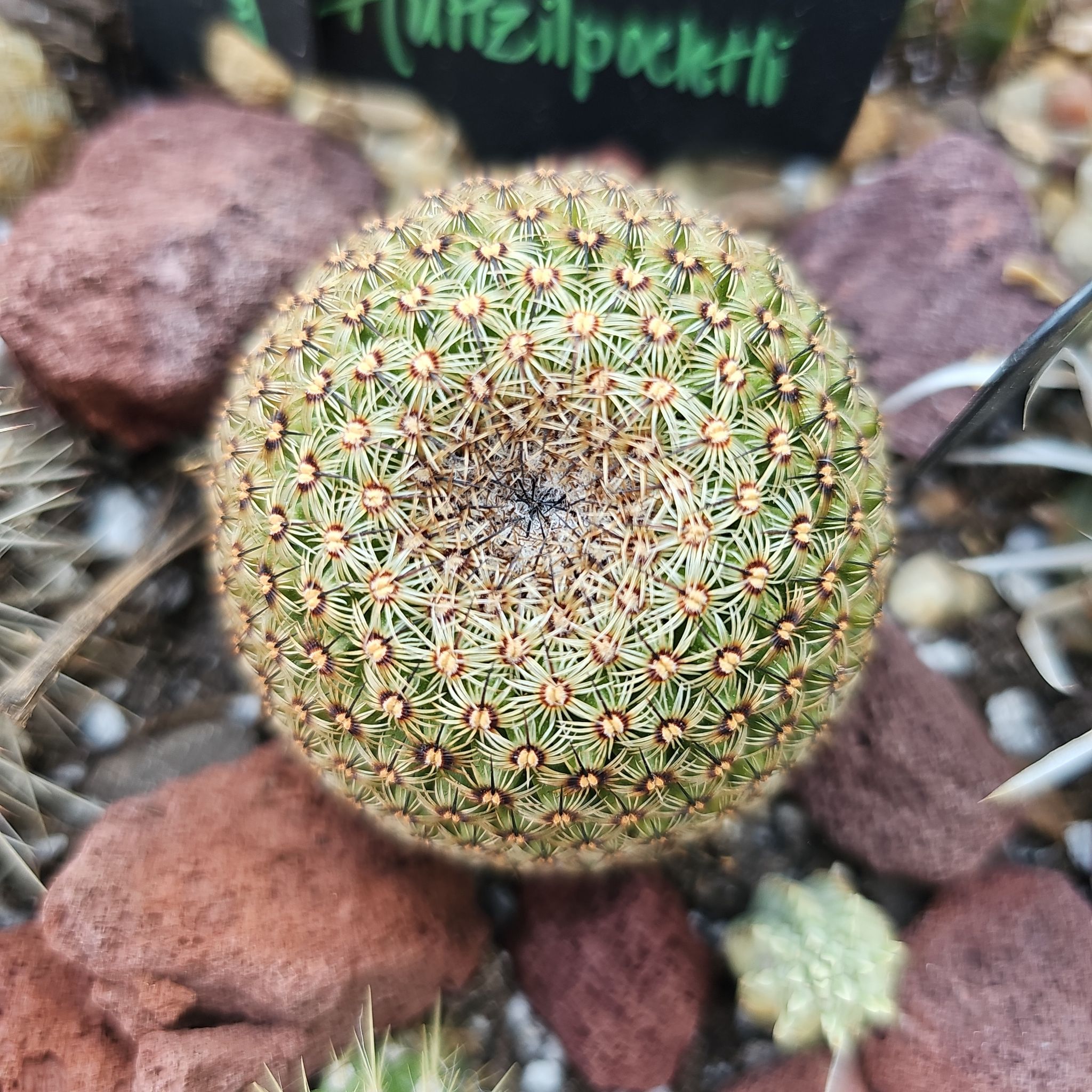 Photo of the plant species Mammillaria huitzilopochtli by @FunnySycamore named Lebron on Greg, the plant care app