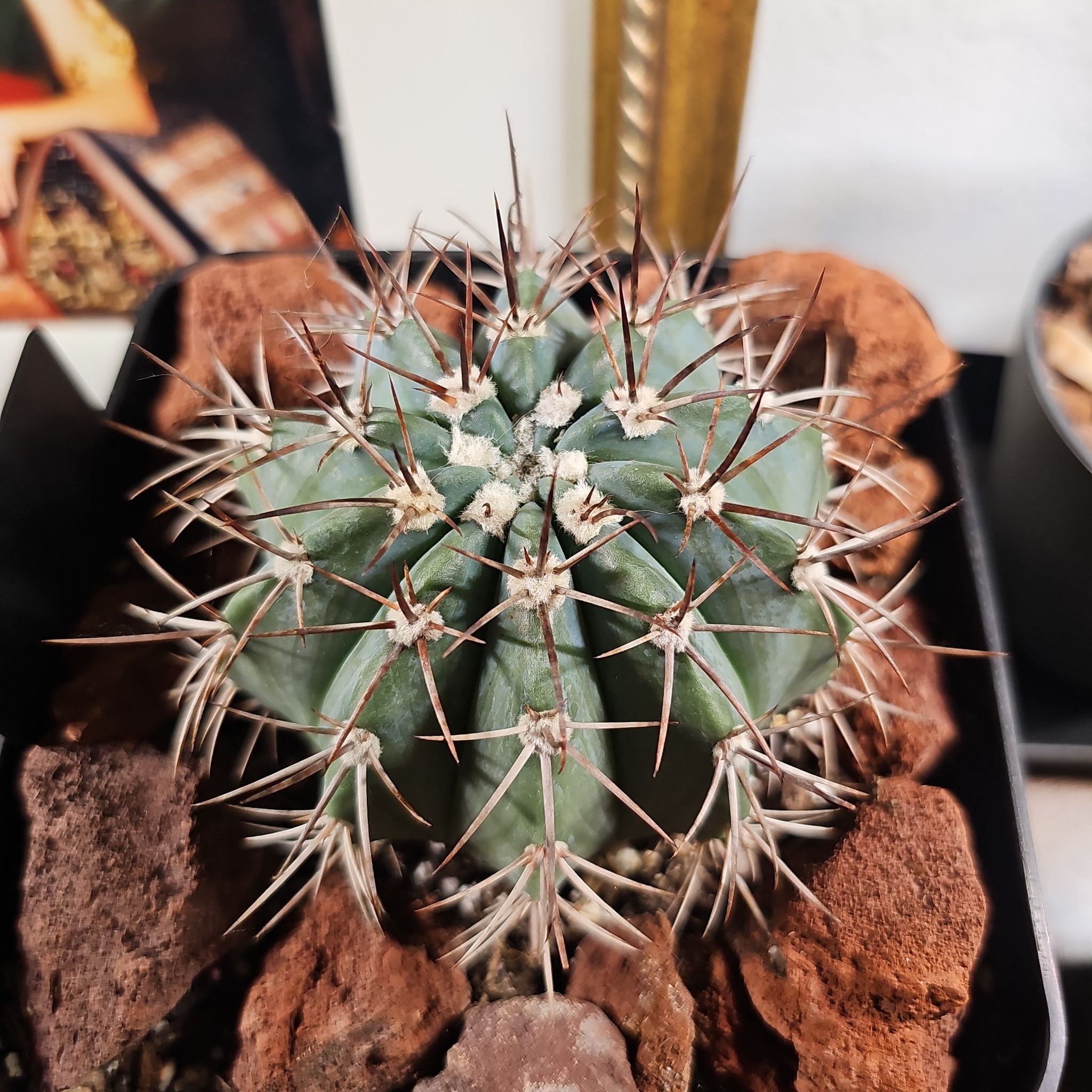 Photo of the plant species Melocactus azureus by @FunnySycamore named Drake on Greg, the plant care app