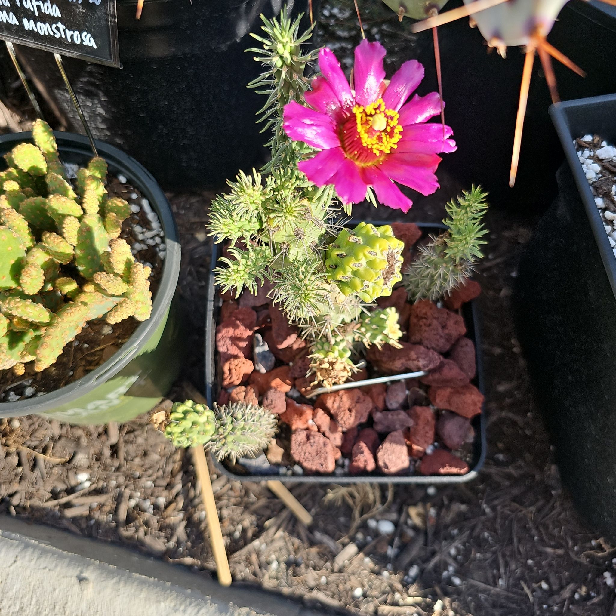 Photo of the plant species Cane Cholla by @FunnySycamore named Luna on Greg, the plant care app