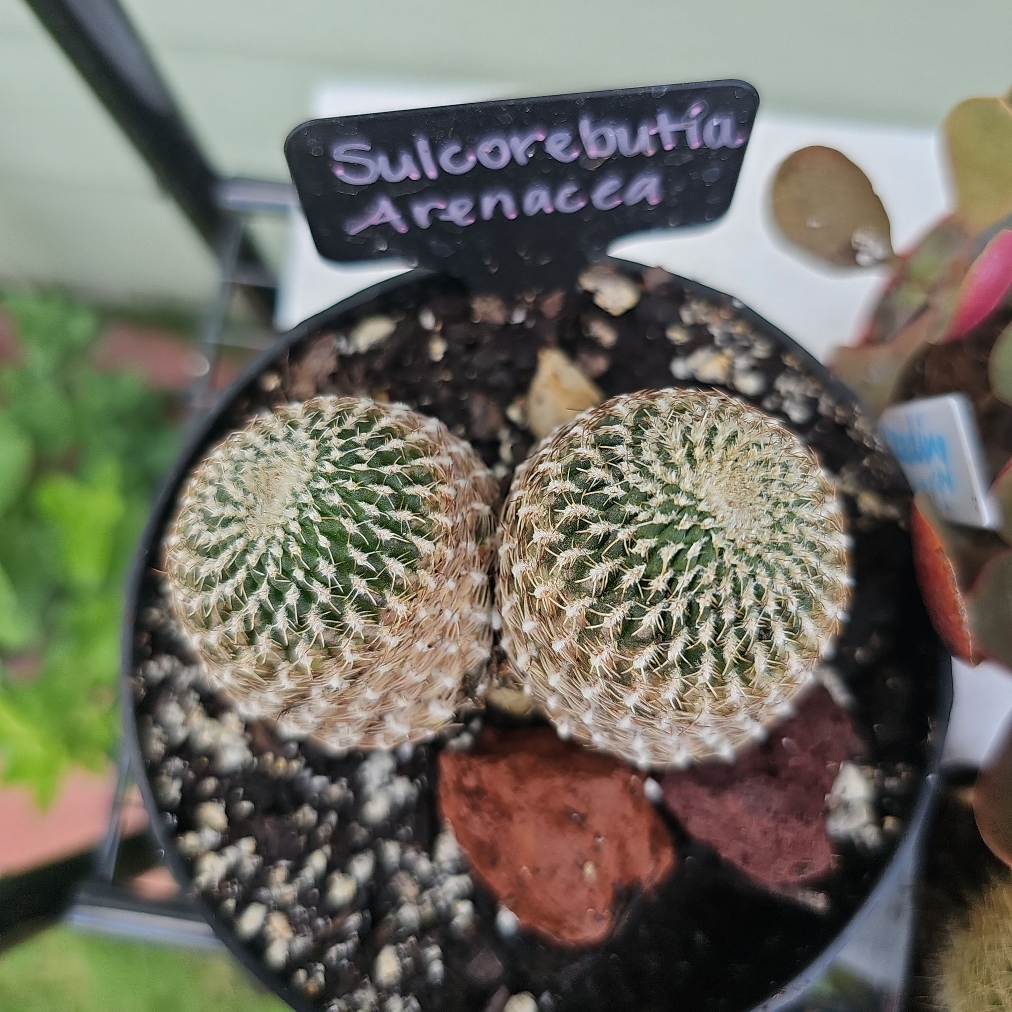 Photo of the plant species Sulcorebutia arenacea by @FunnySycamore named Marley on Greg, the plant care app