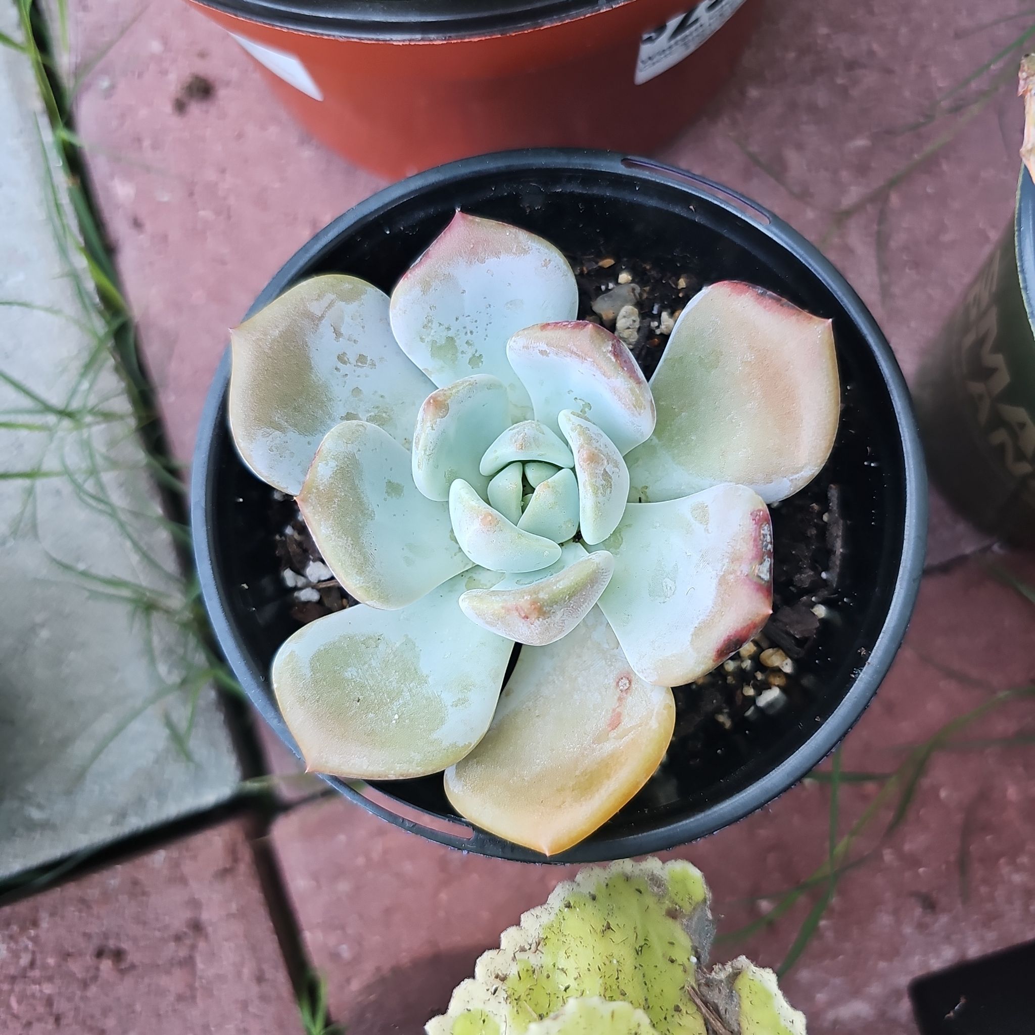 Photo of the plant species Graptopetalum paraguayense 'Peach' by @FunnySycamore named Diana on Greg, the plant care app