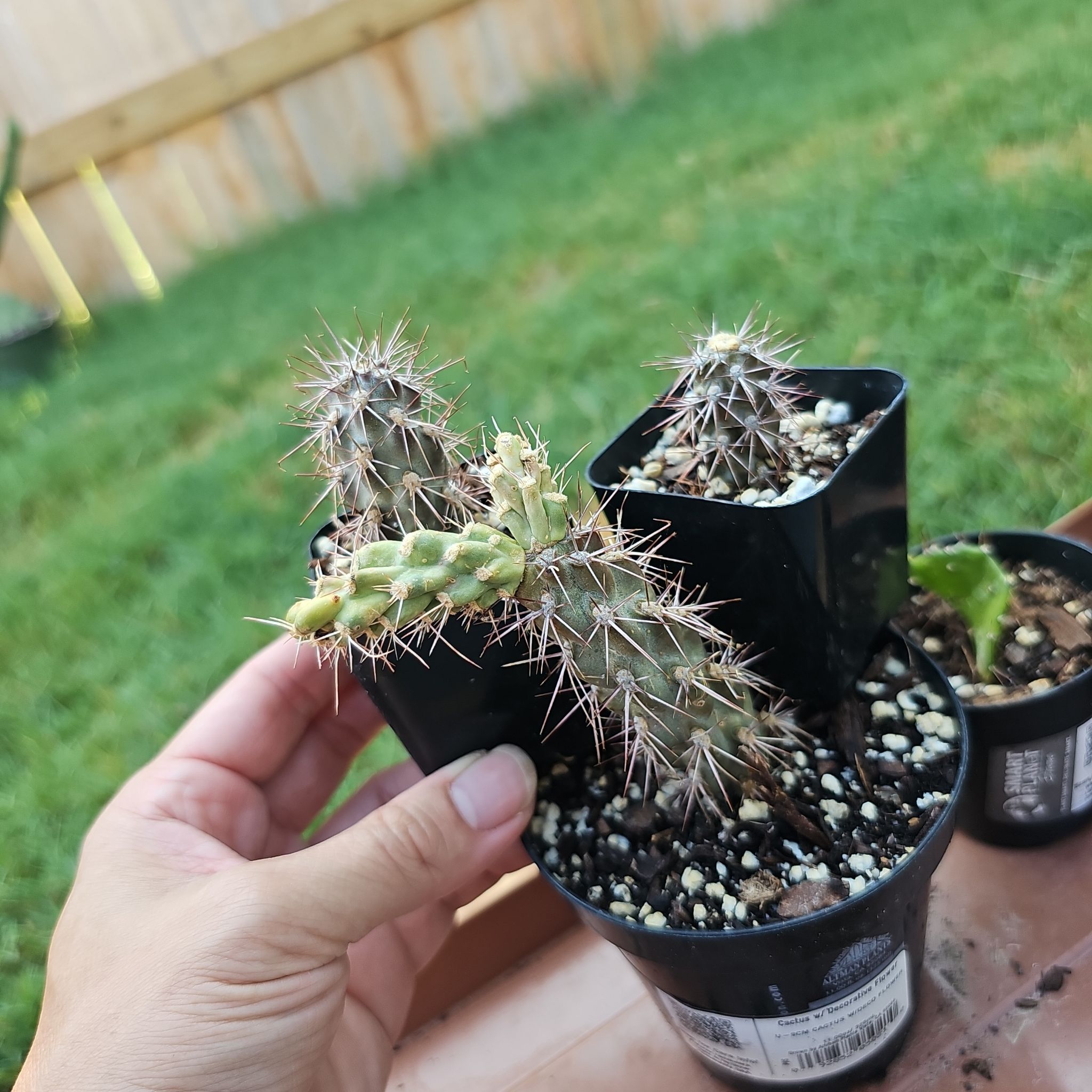 Photo of the plant species Cane Cholla by @FunnySycamore named McKinley on Greg, the plant care app