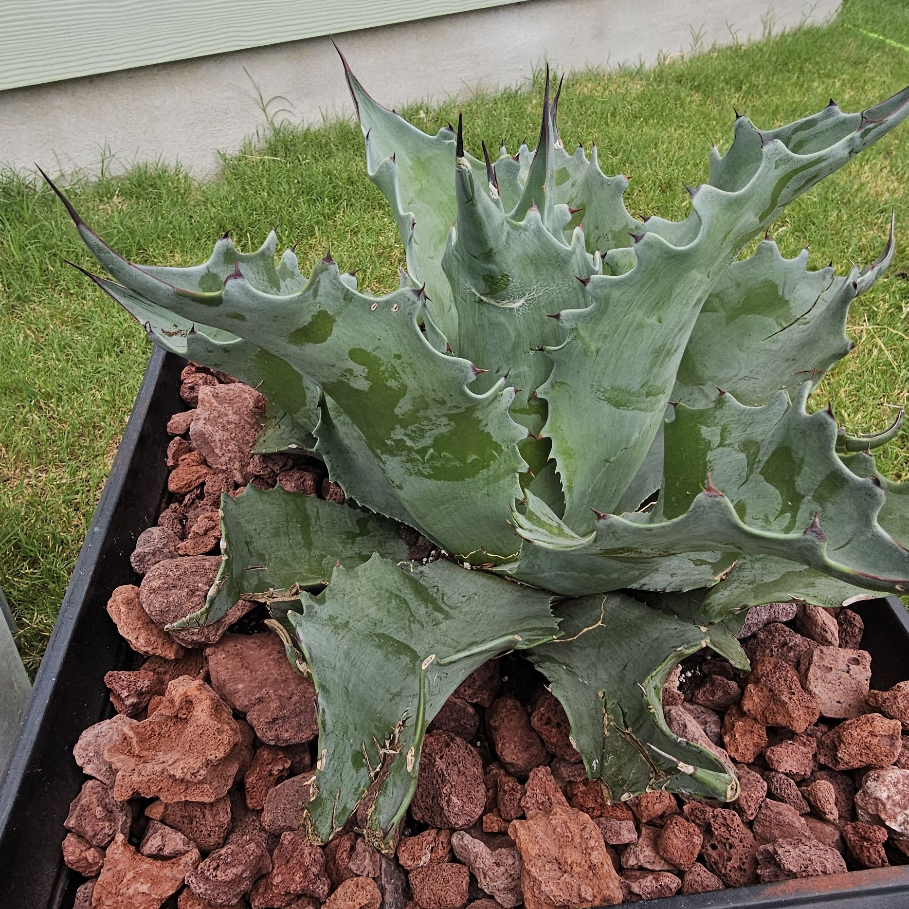 Photo of the plant species Whale's Tongue Agave by @FunnySycamore named Oceanus on Greg, the plant care app