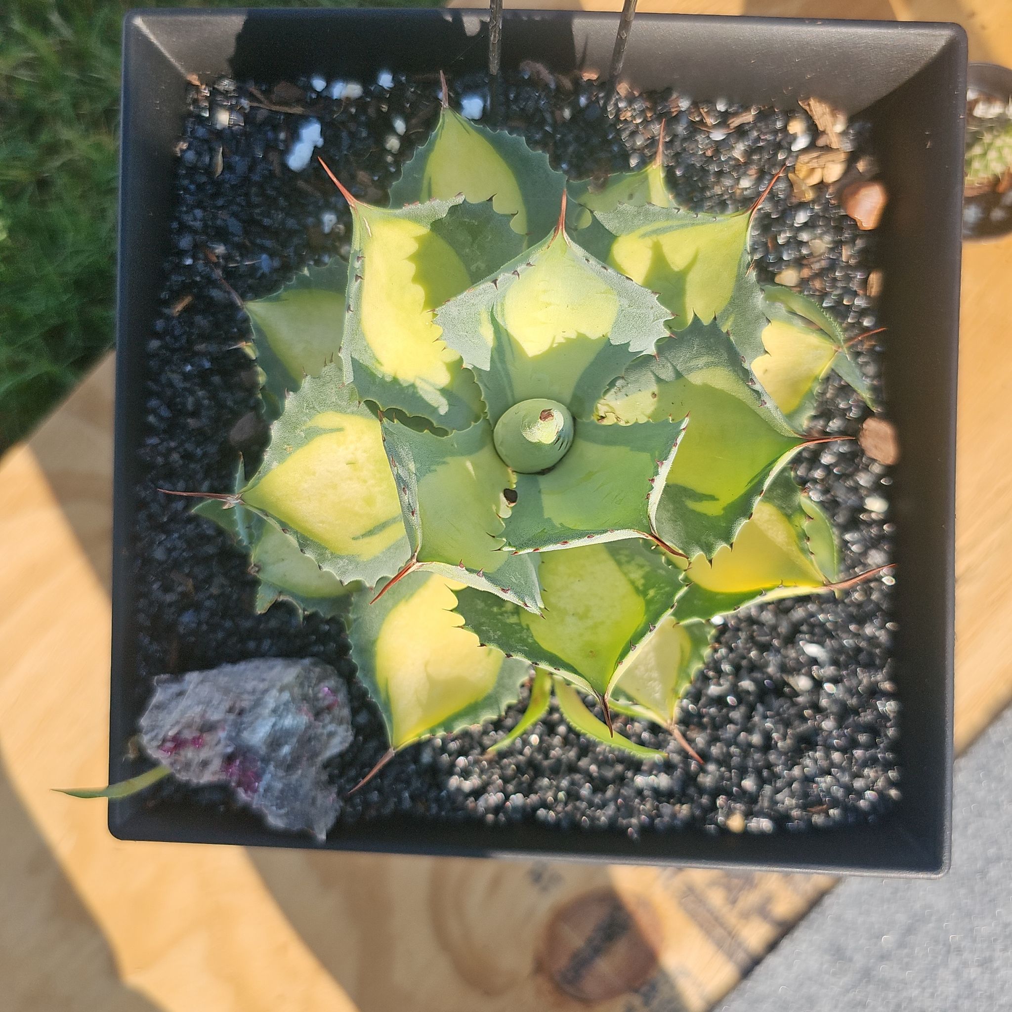 Photo of the plant species Agave isthmensis 'Rum Runner' by @FunnySycamore named Captain Morgan on Greg, the plant care app