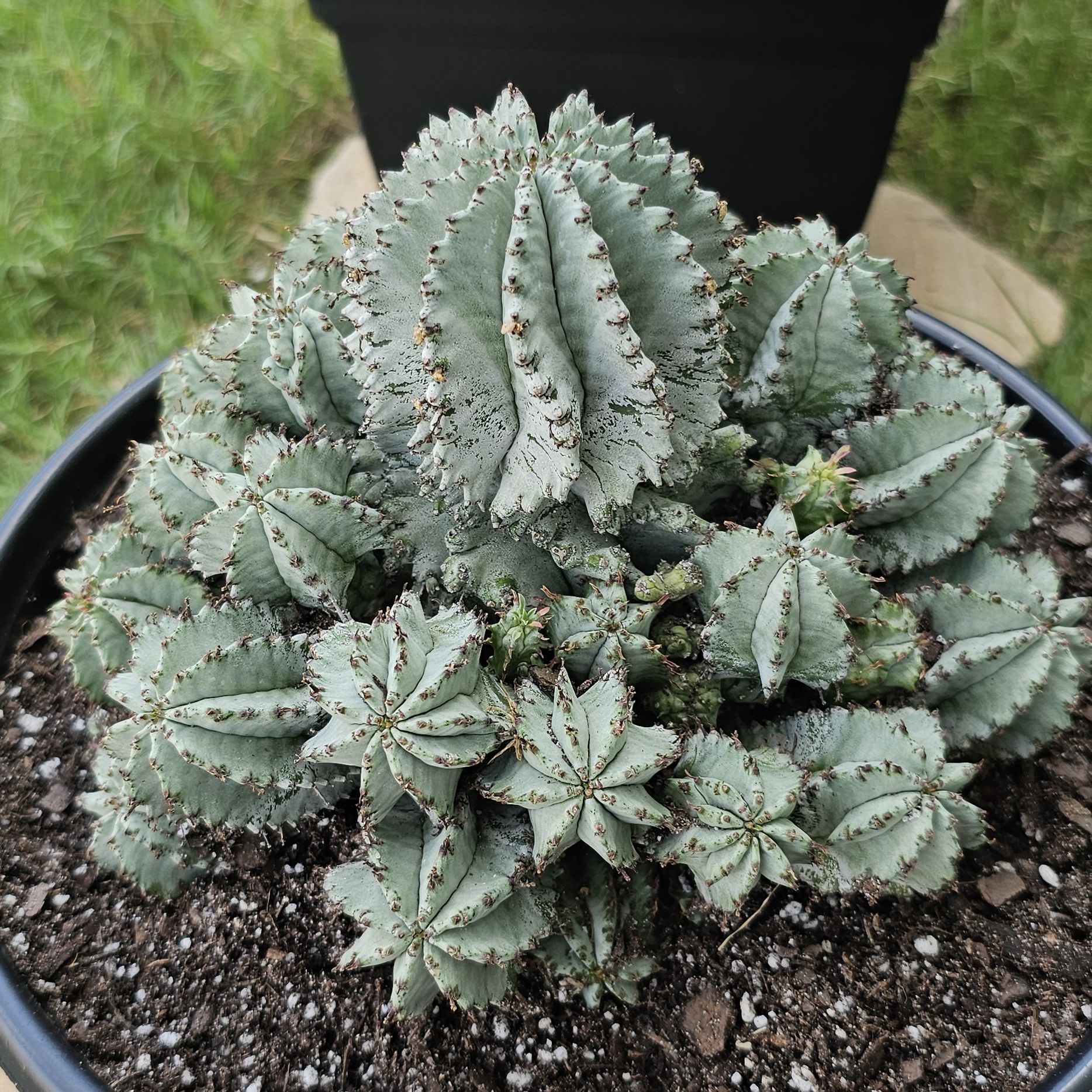Photo of the plant species Euphorbia horrida 'Ice Storm' by @FunnySycamore named Winter King on Greg, the plant care app