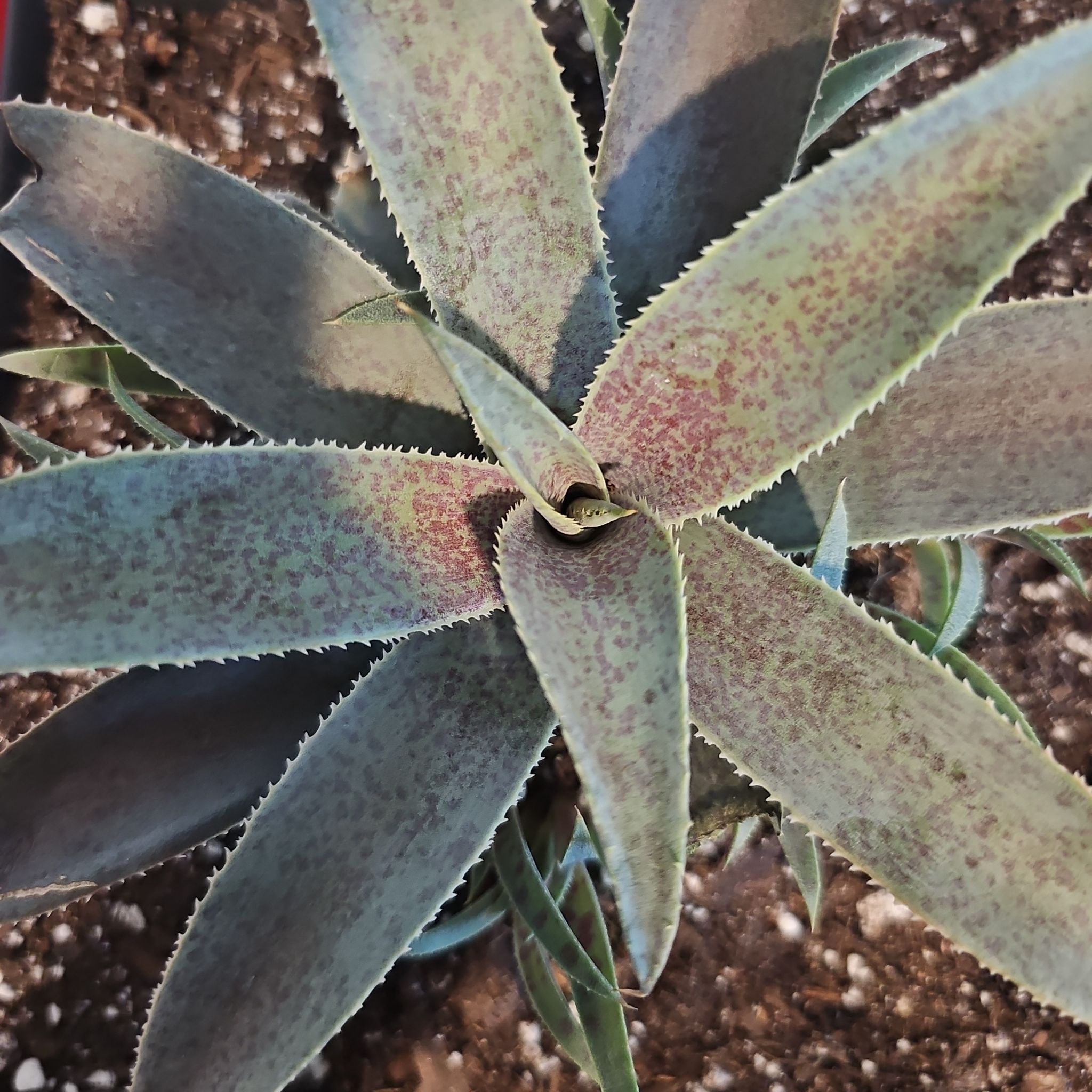 Photo of the plant species Mangave 'Barney' by @FunnySycamore named Barney on Greg, the plant care app