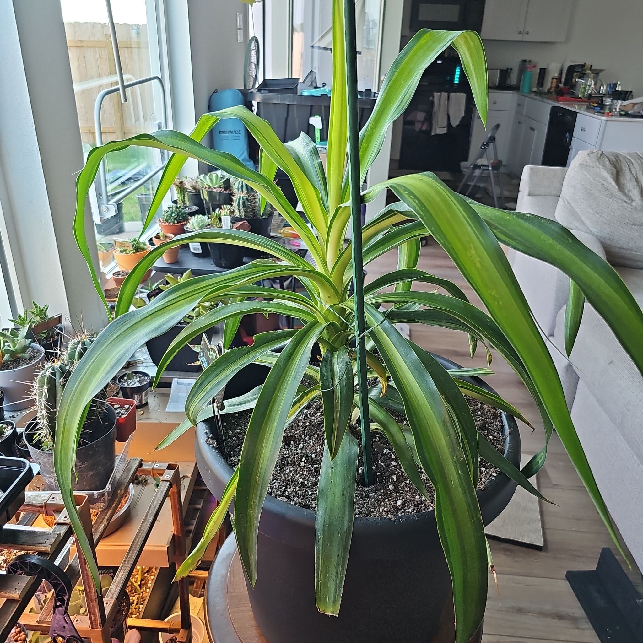 Photo of the plant species Yucca 'Solaris' by @FunnySycamore named Solar Storm on Greg, the plant care app