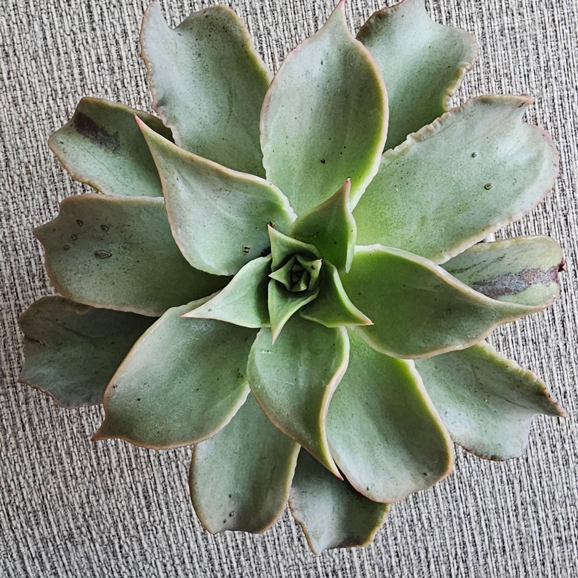 Photo of the plant species Echeveria 'Madiba' by @FunnySycamore named Sahara on Greg, the plant care app