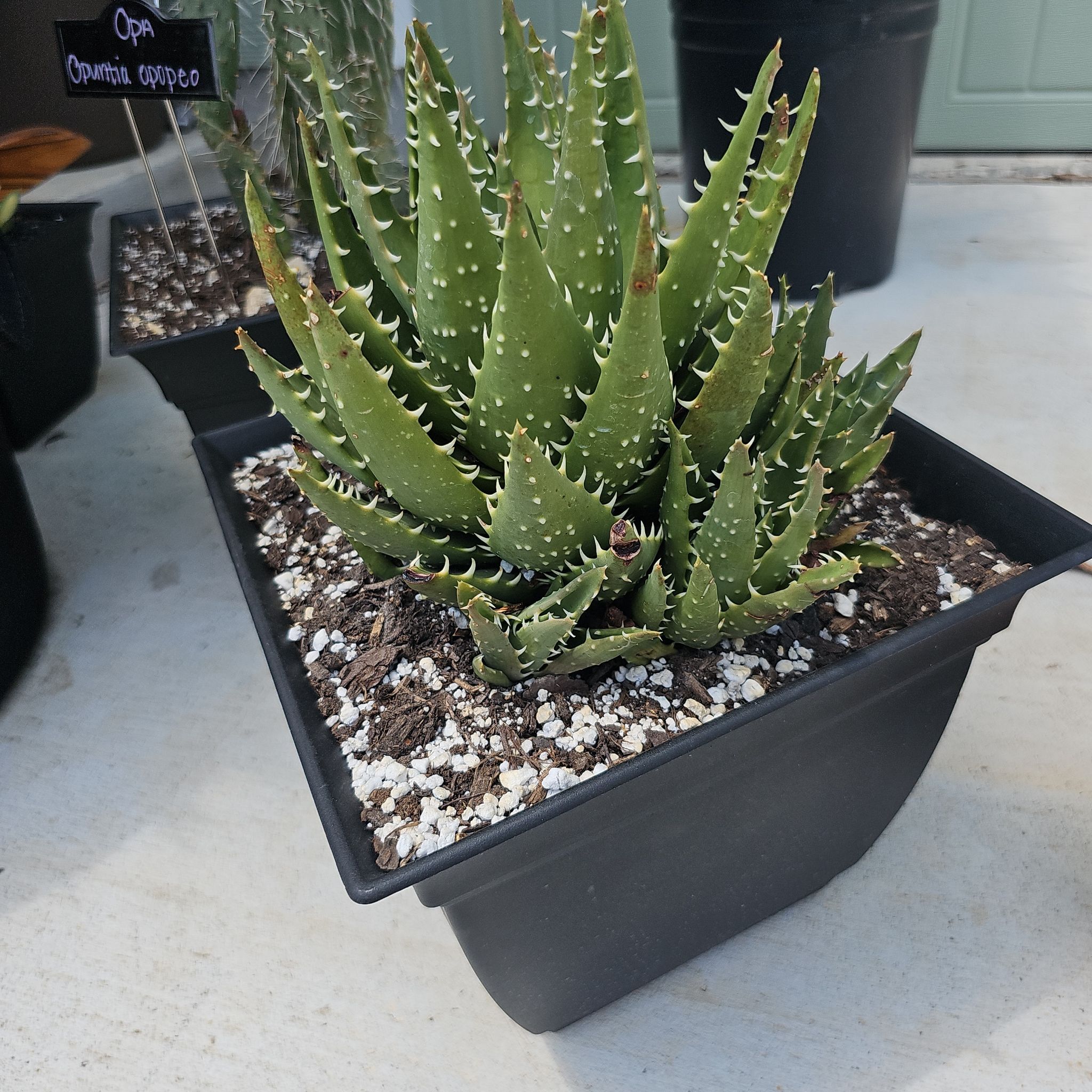 Photo of the plant species Aloe 'Spinosaurus' by @FunnySycamore named Zion on Greg, the plant care app