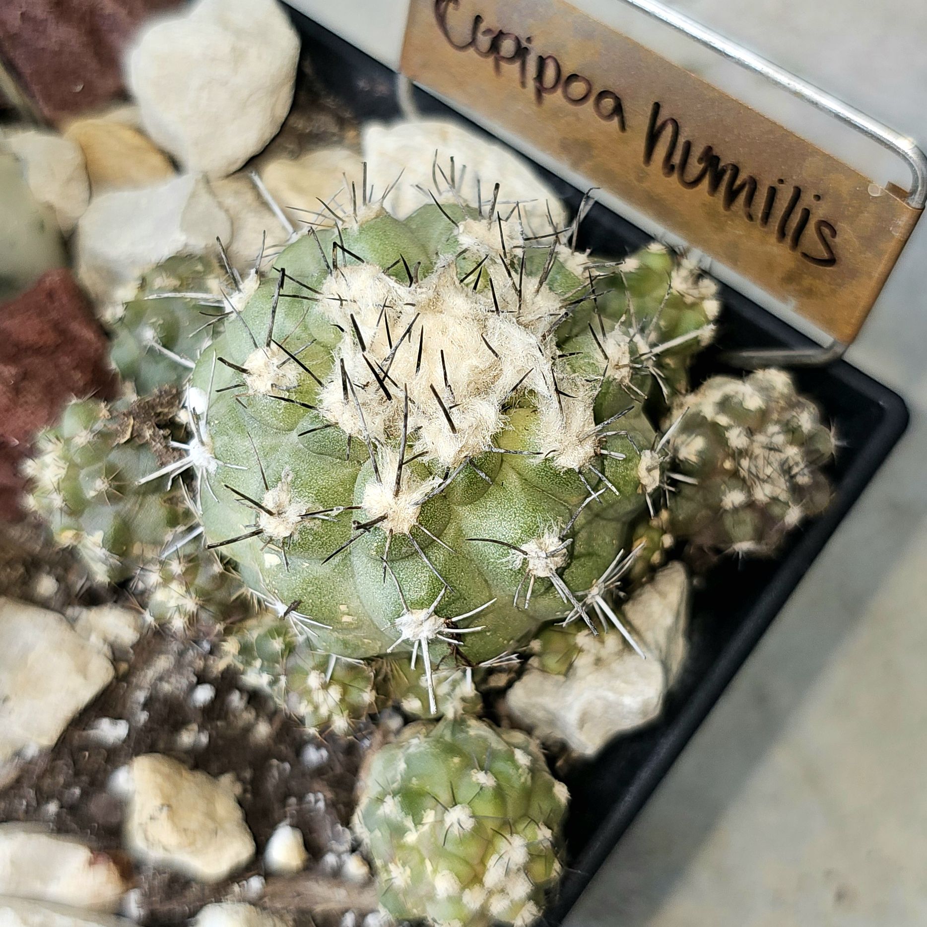 Photo of the plant species f. crestata politomica by @FunnySycamore named Spike Leaves on Greg, the plant care app