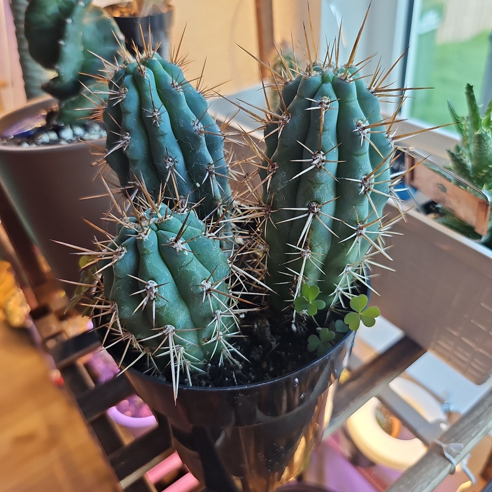 Photo of the plant species Blue Cereus by @FunnySycamore named Eva on Greg, the plant care app