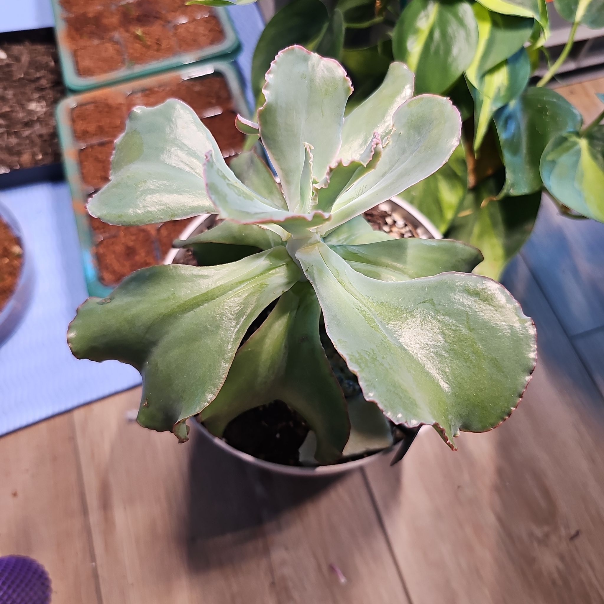 Photo of the plant species Echeveria 'Blue Giants' by @FunnySycamore named Foxxy on Greg, the plant care app