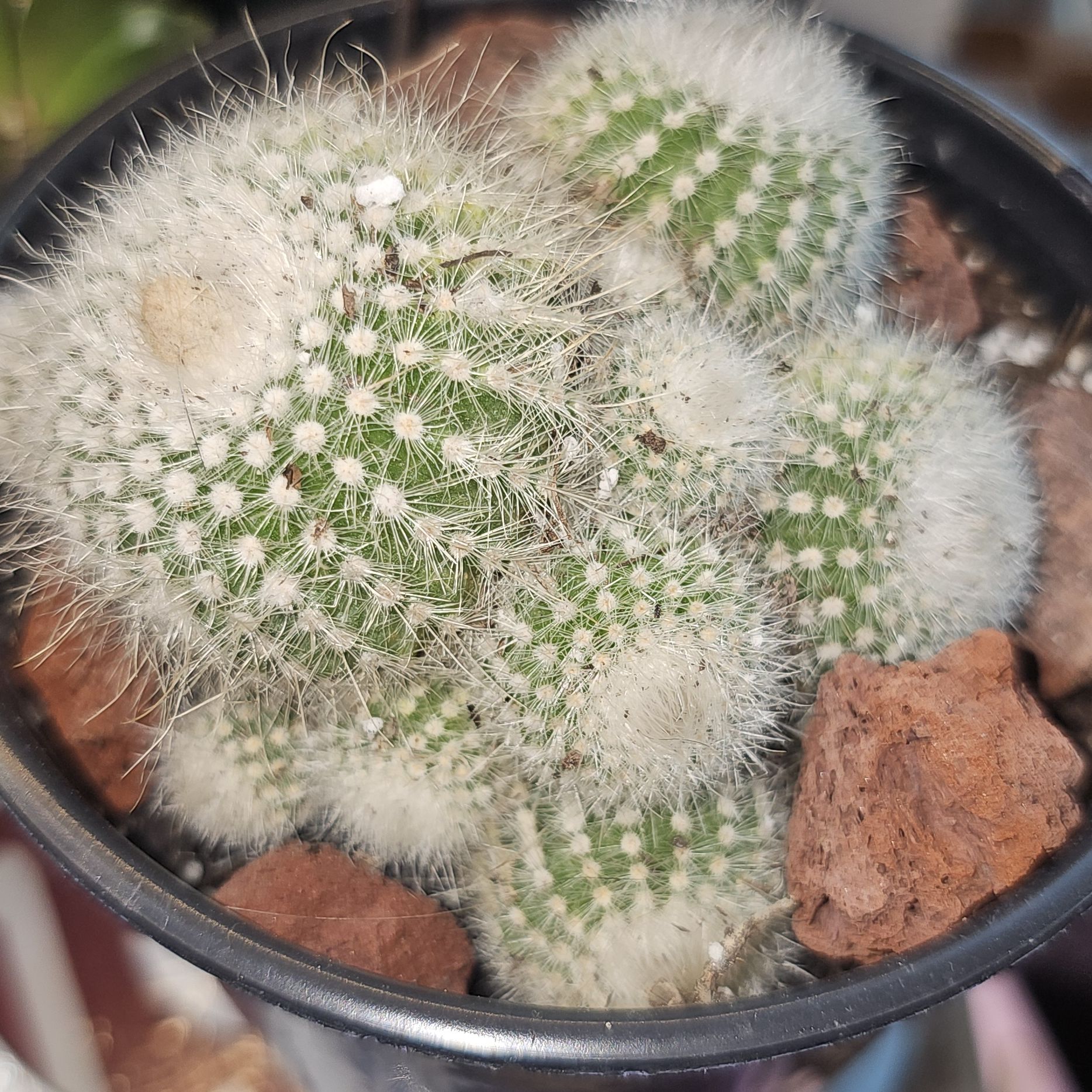 Photo of the plant species Parodia scopa var. muriellii by @FunnySycamore named ChloroPhil on Greg, the plant care app