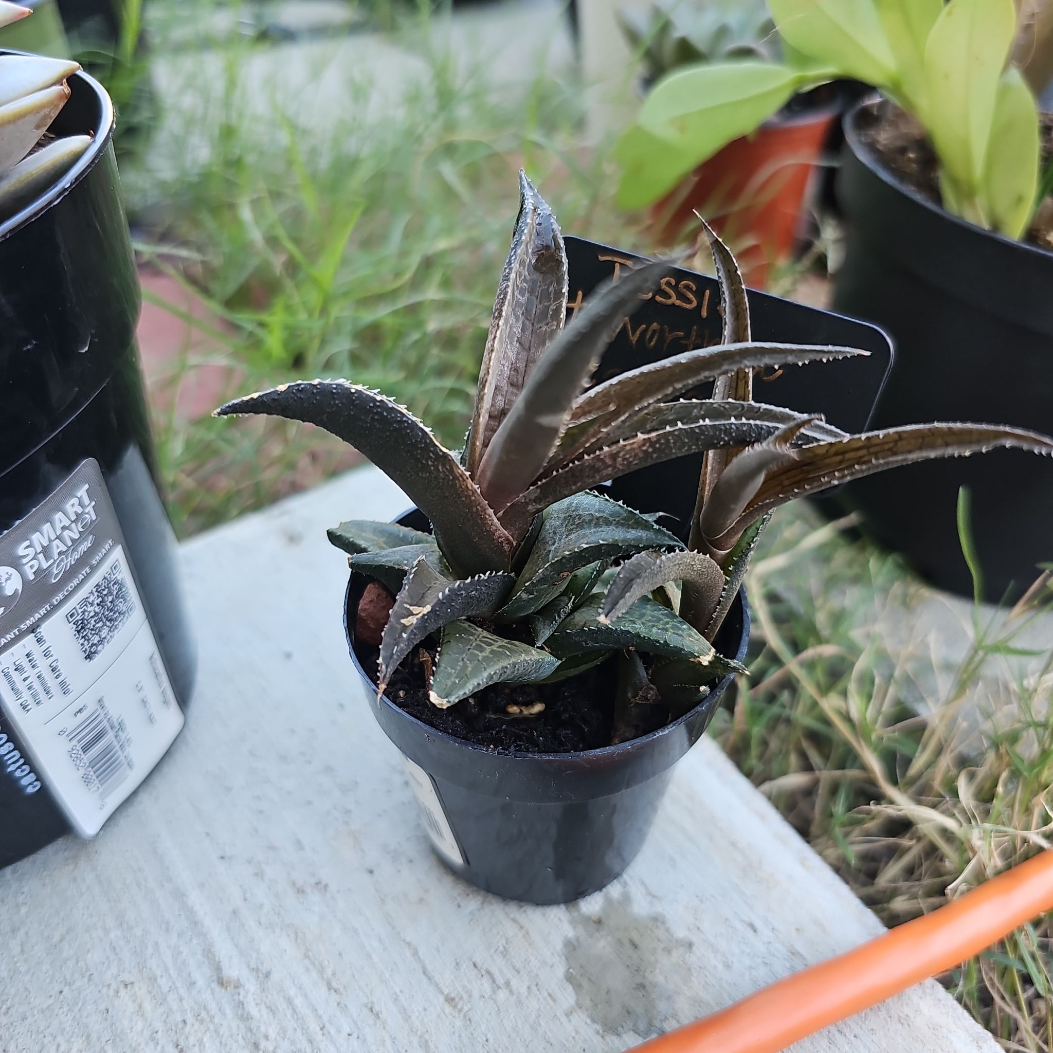 Photo of the plant species Haworthia tesselata by @FunnySycamore named Tessie on Greg, the plant care app