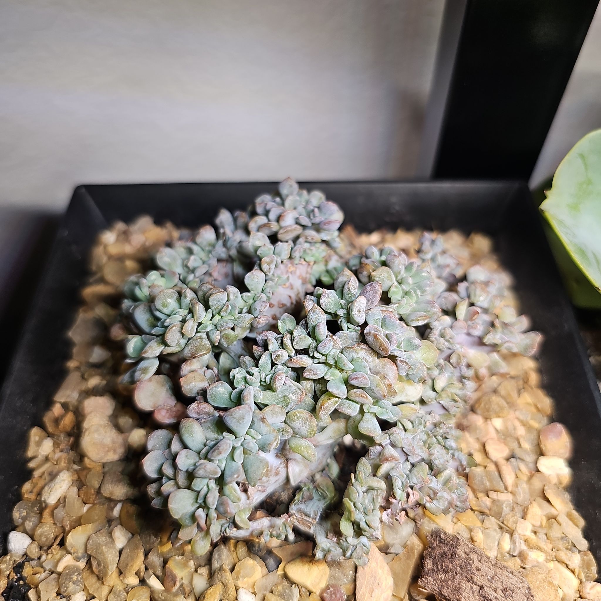 Photo of the plant species Crested Cubic Frost Echeveria by @FunnySycamore named Scarlett on Greg, the plant care app