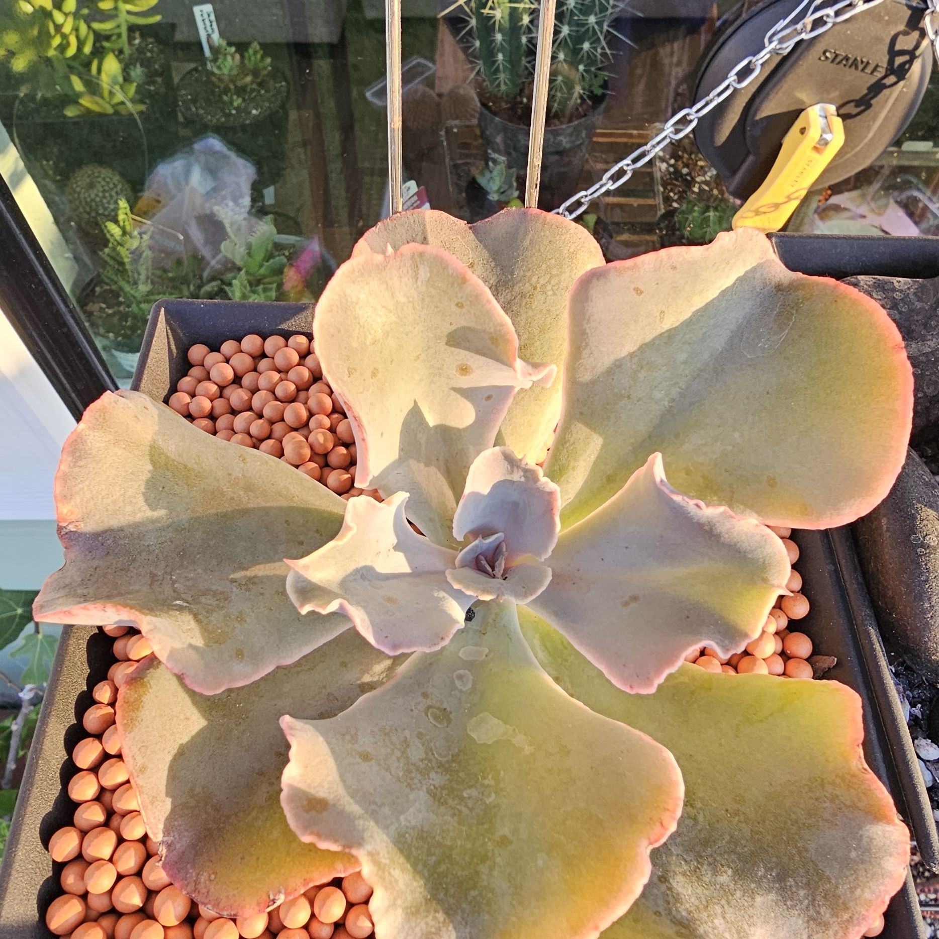 Photo of the plant species Echeveria 'Violacina' by @FunnySycamore named Surya on Greg, the plant care app