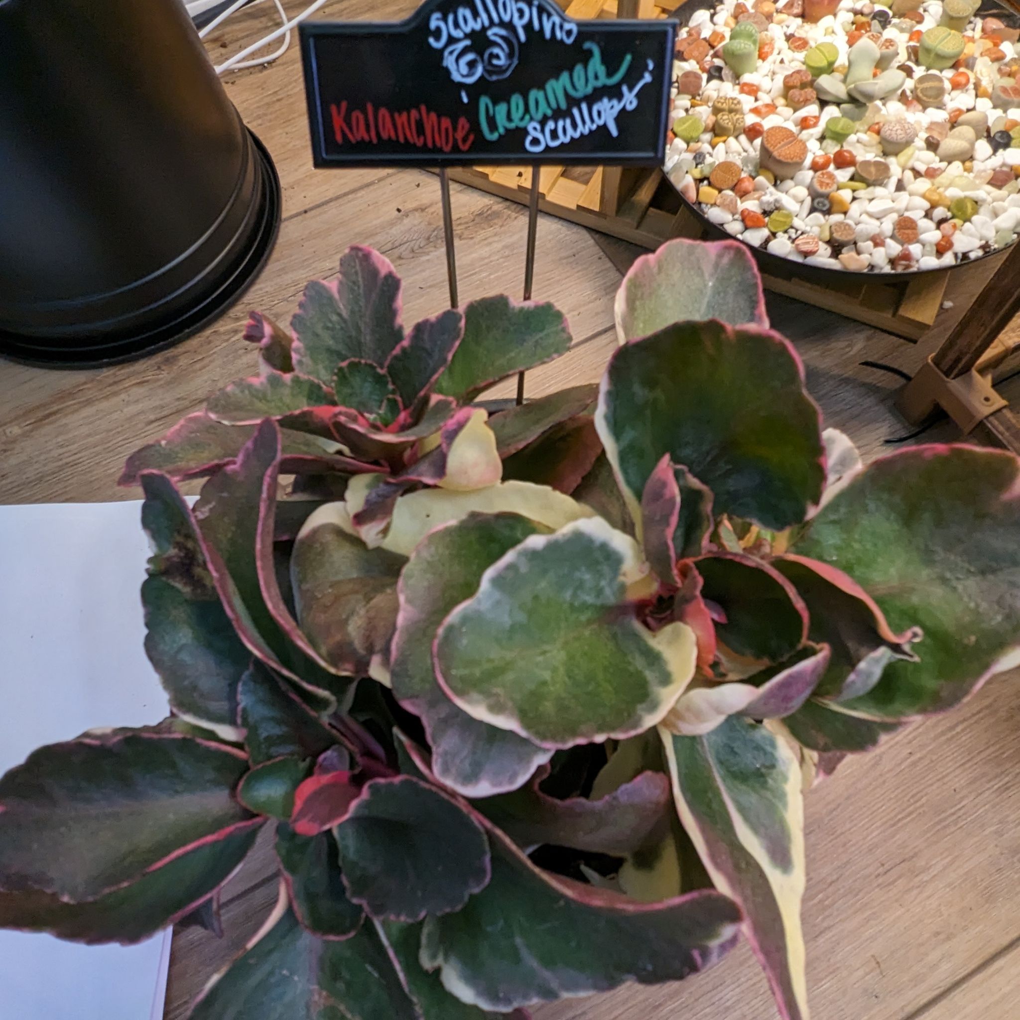 Photo of the plant species Kalanchoe blossfeldiana 'Creamed Scallops Variegata' by @FunnySycamore named Scallopino on Greg, the plant care app