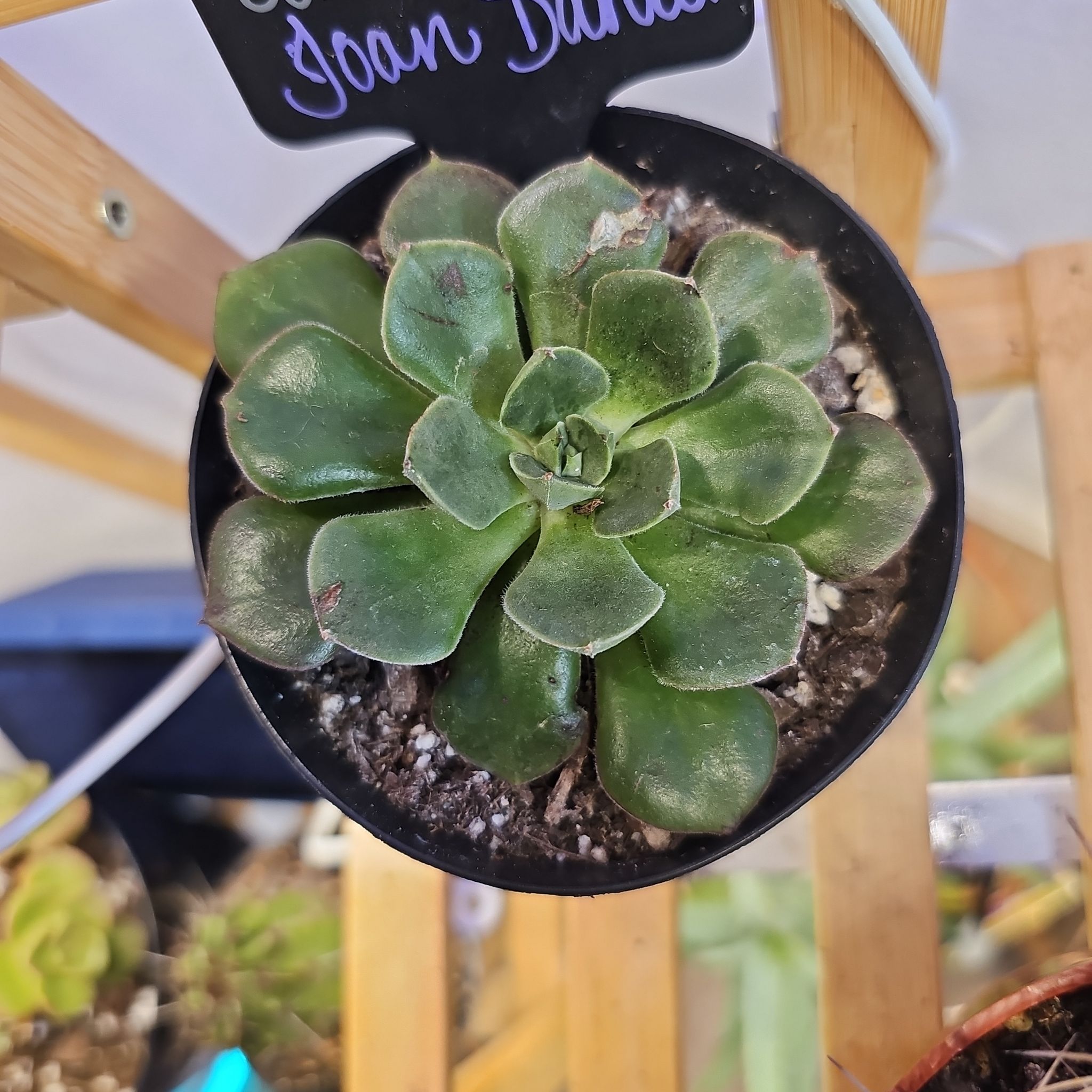 Photo of the plant species Echeveria 'Joan Daniel' by @FunnySycamore named Danjo on Greg, the plant care app