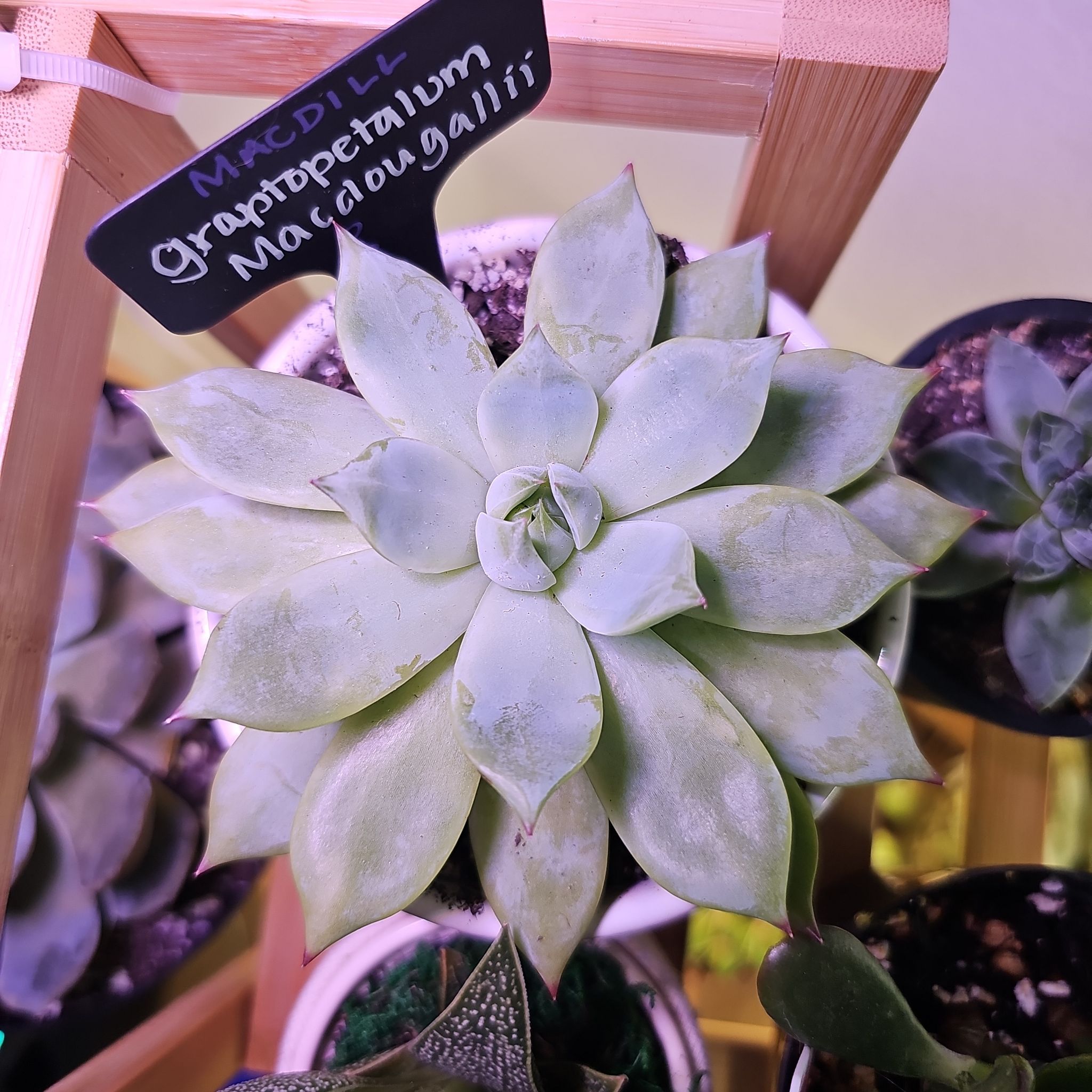 Photo of the plant species Graptopetalum macdougallii by @FunnySycamore named MacDill on Greg, the plant care app