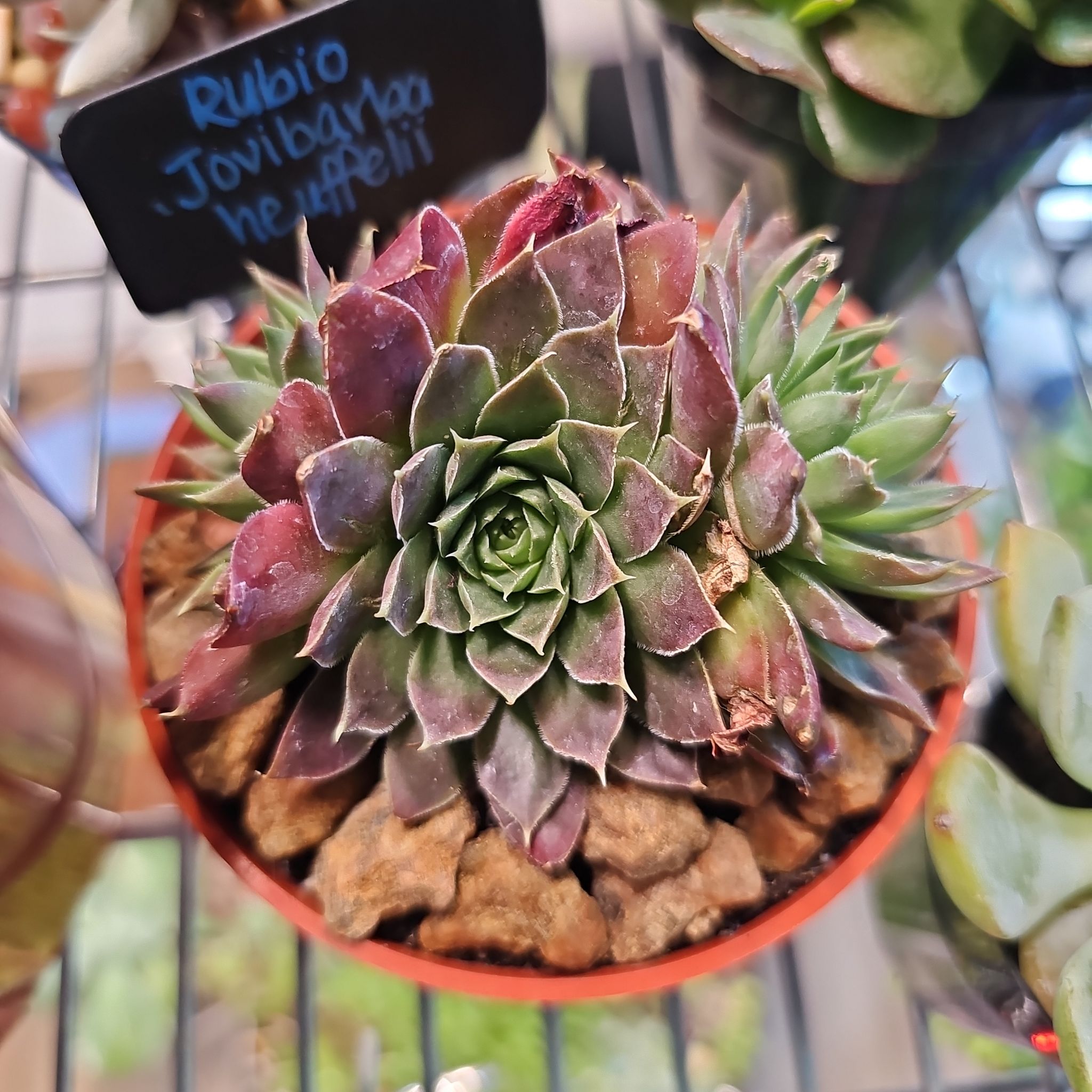 Photo of the plant species Hen and Chickens by @FunnySycamore named Rubio on Greg, the plant care app