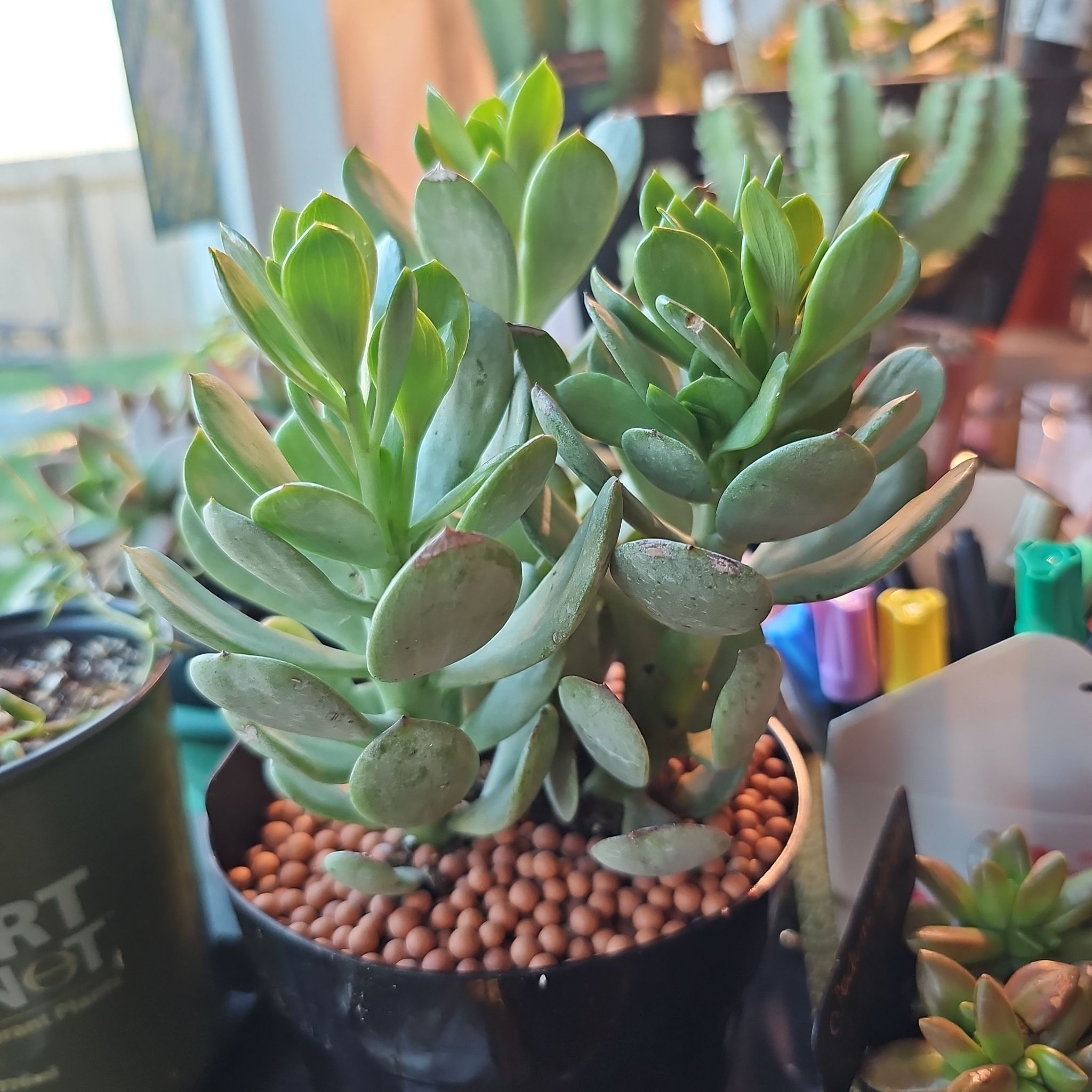 Photo of the plant species Kleinia amaniensis by @FunnySycamore named Amaretto on Greg, the plant care app