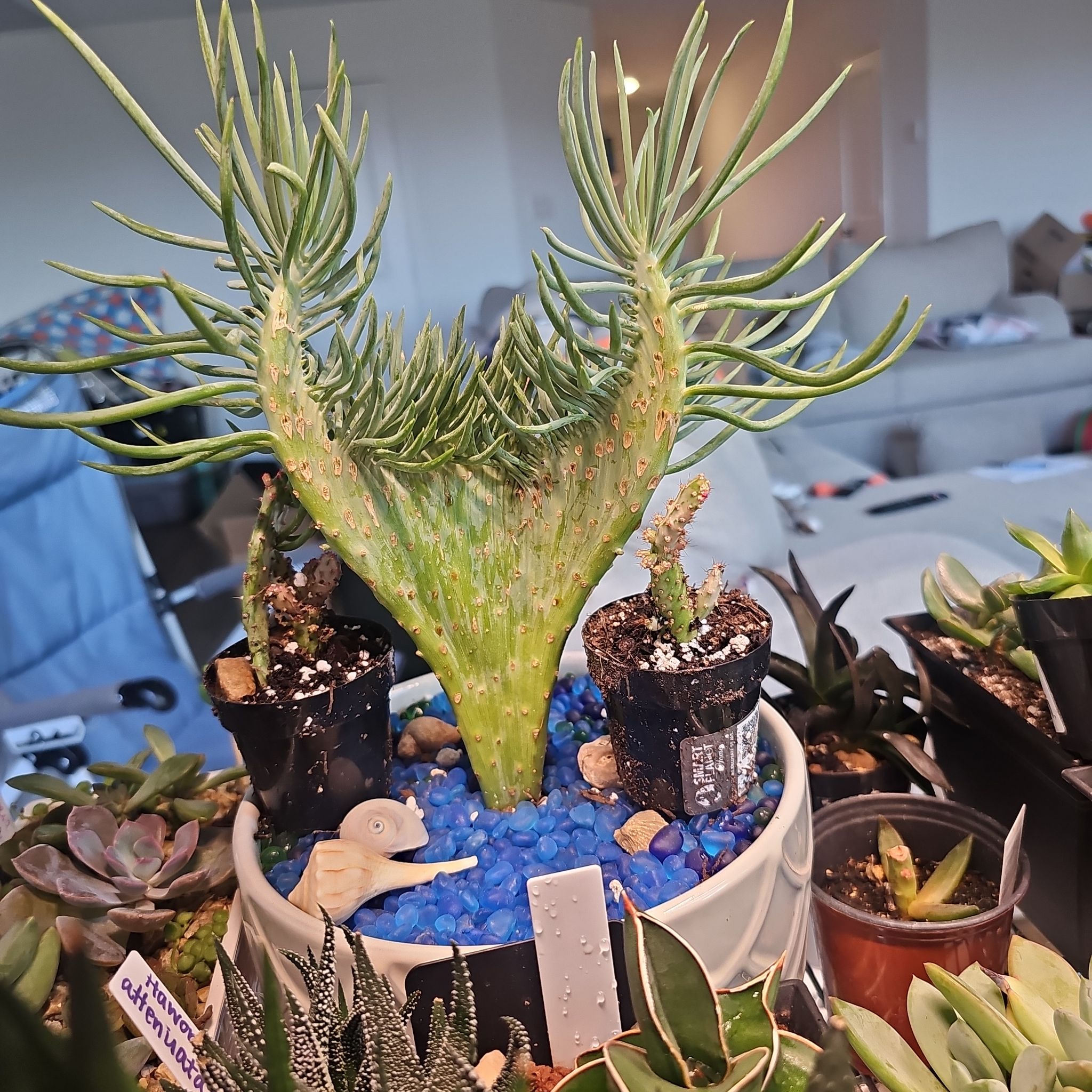 Photo of the plant species Narrow-Leaf Chalksticks by @FunnySycamore named Fernie Mercury on Greg, the plant care app