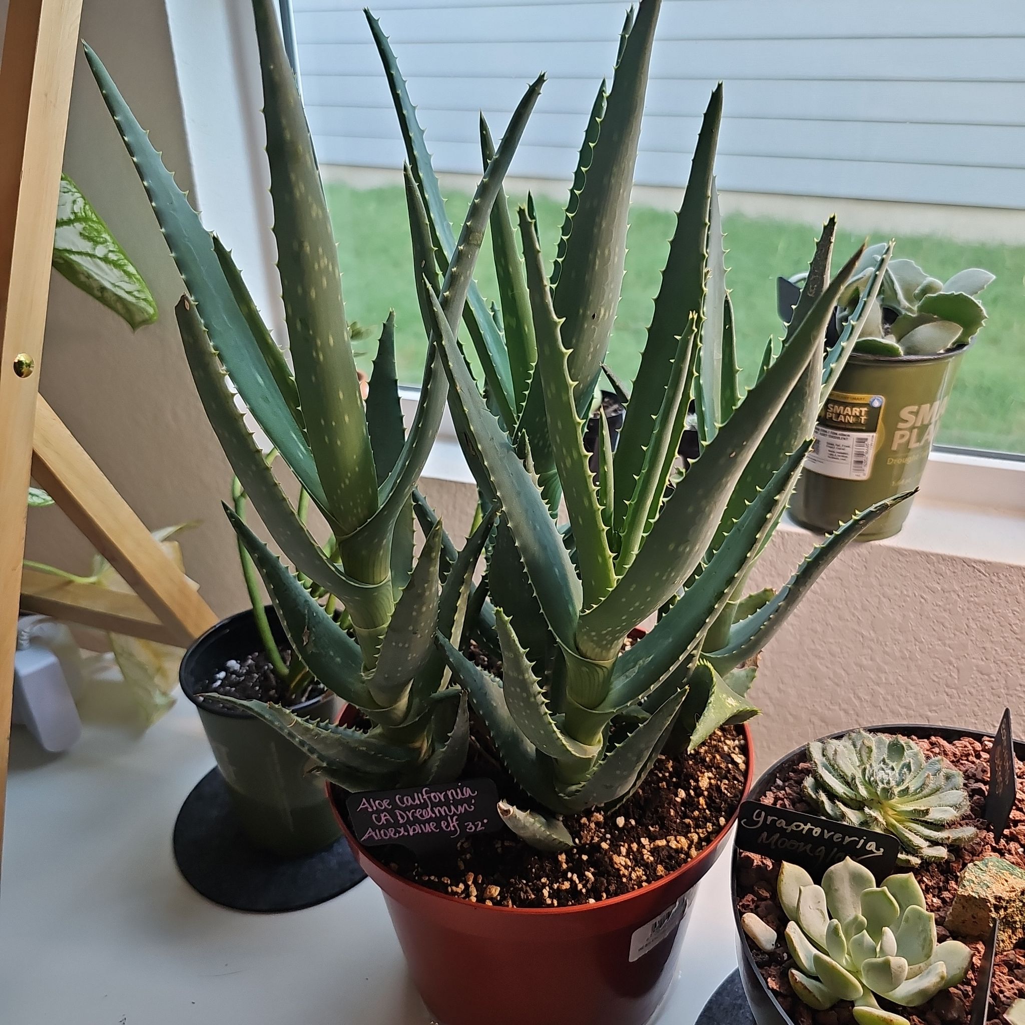 Photo of the plant species Aloe 'California' by @FunnySycamore named da Vinci on Greg, the plant care app