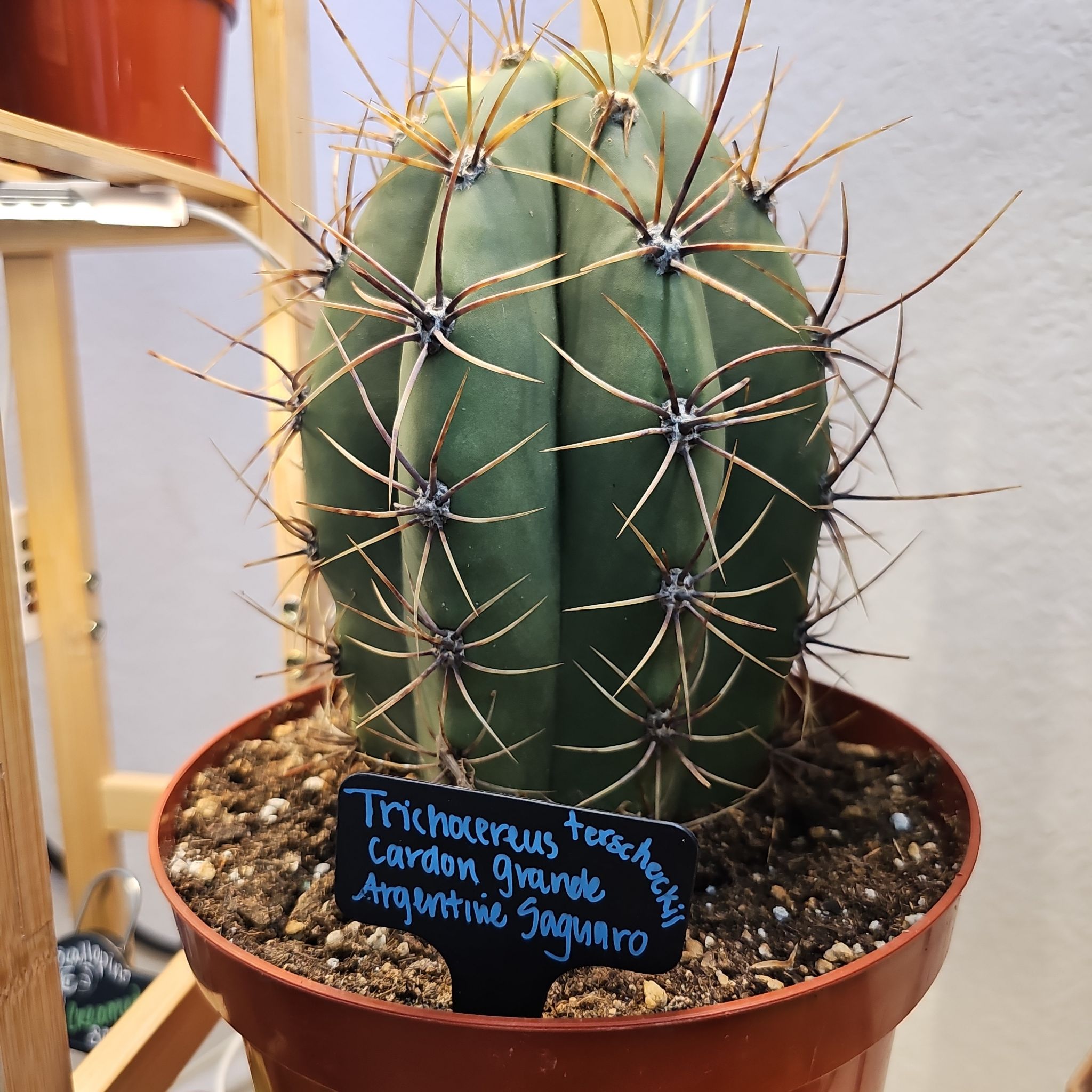 Photo of the plant species Trichocereus terscheckii by @FunnySycamore named Argentino on Greg, the plant care app