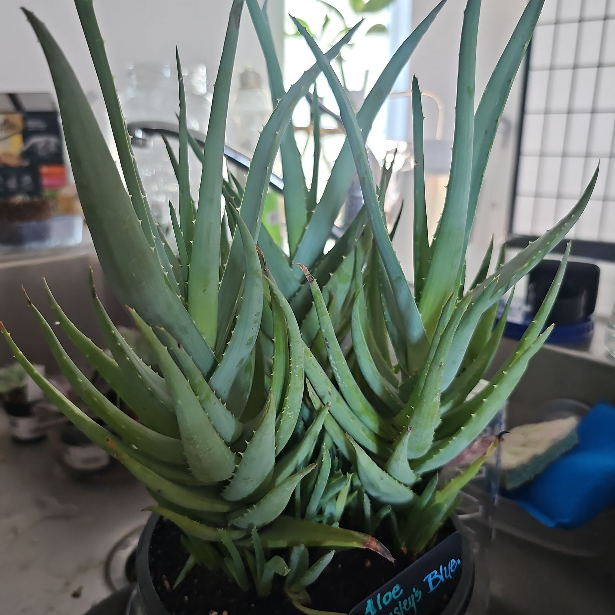 Photo of the plant species Aloe 'Walmsley's Blue' by @FunnySycamore named Gregarious on Greg, the plant care app