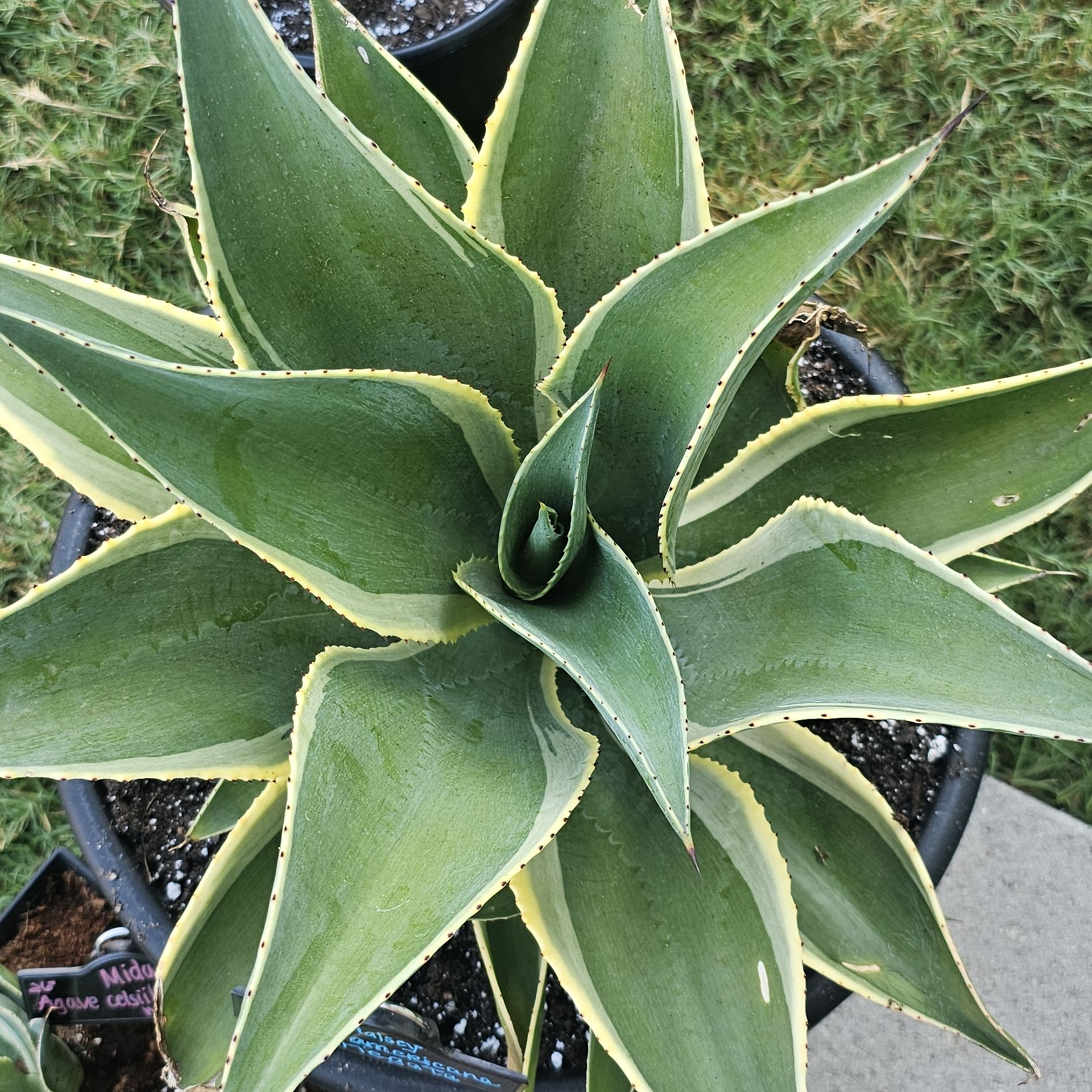 Photo of the plant species Varigated Agave by @FunnySycamore named Aristotle on Greg, the plant care app