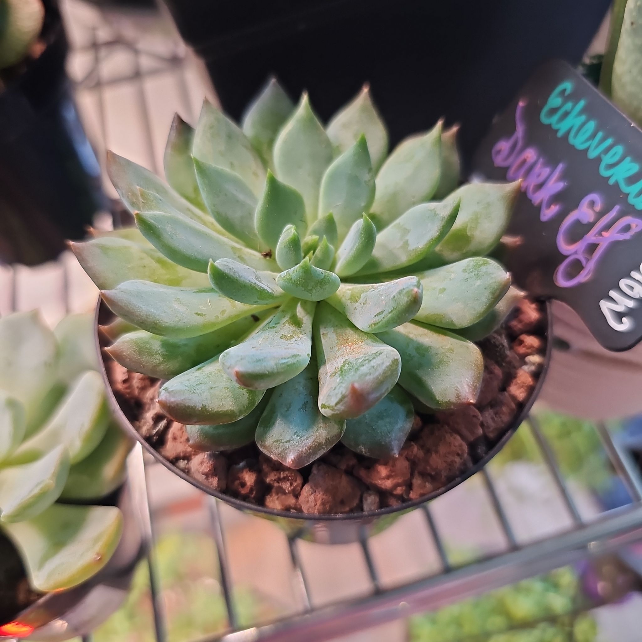 Photo of the plant species Echeveria 'Dark Elf' by @FunnySycamore named Shadow on Greg, the plant care app