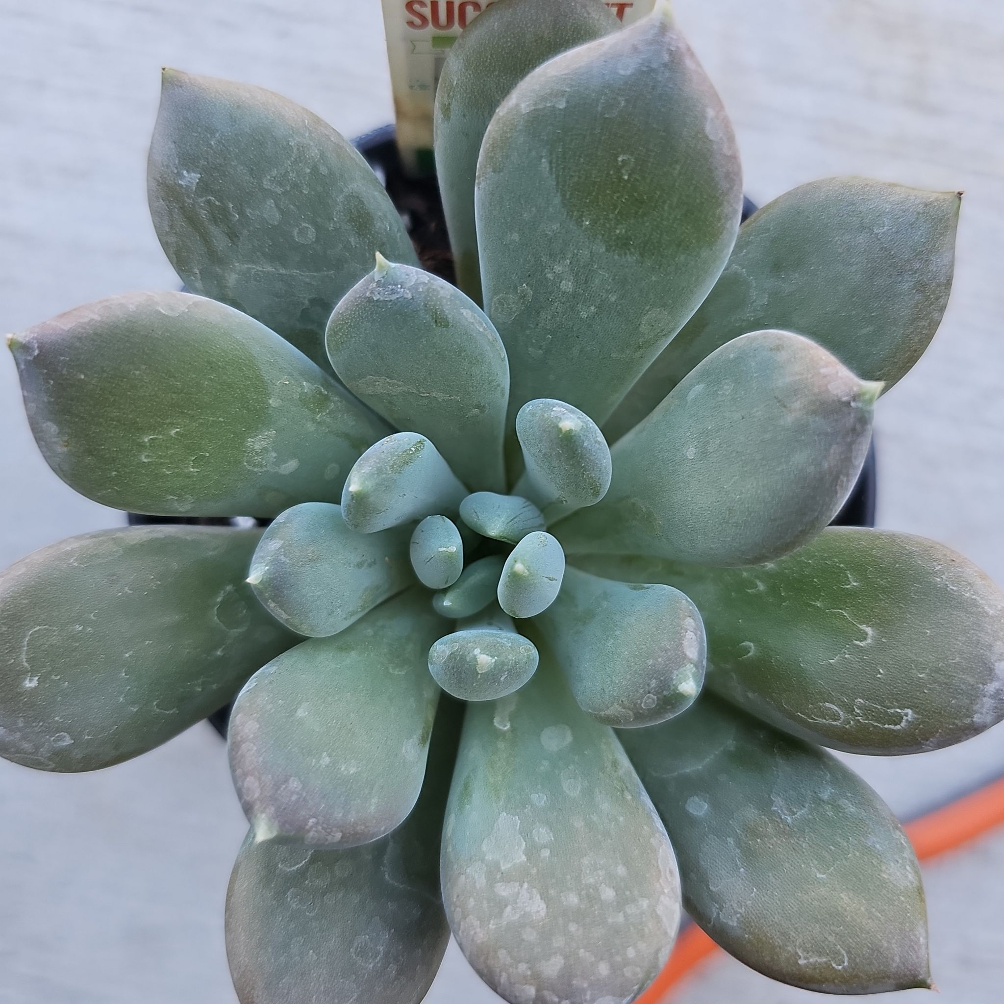 Photo of the plant species Draco Echeveria by @FunnySycamore named Daikon on Greg, the plant care app