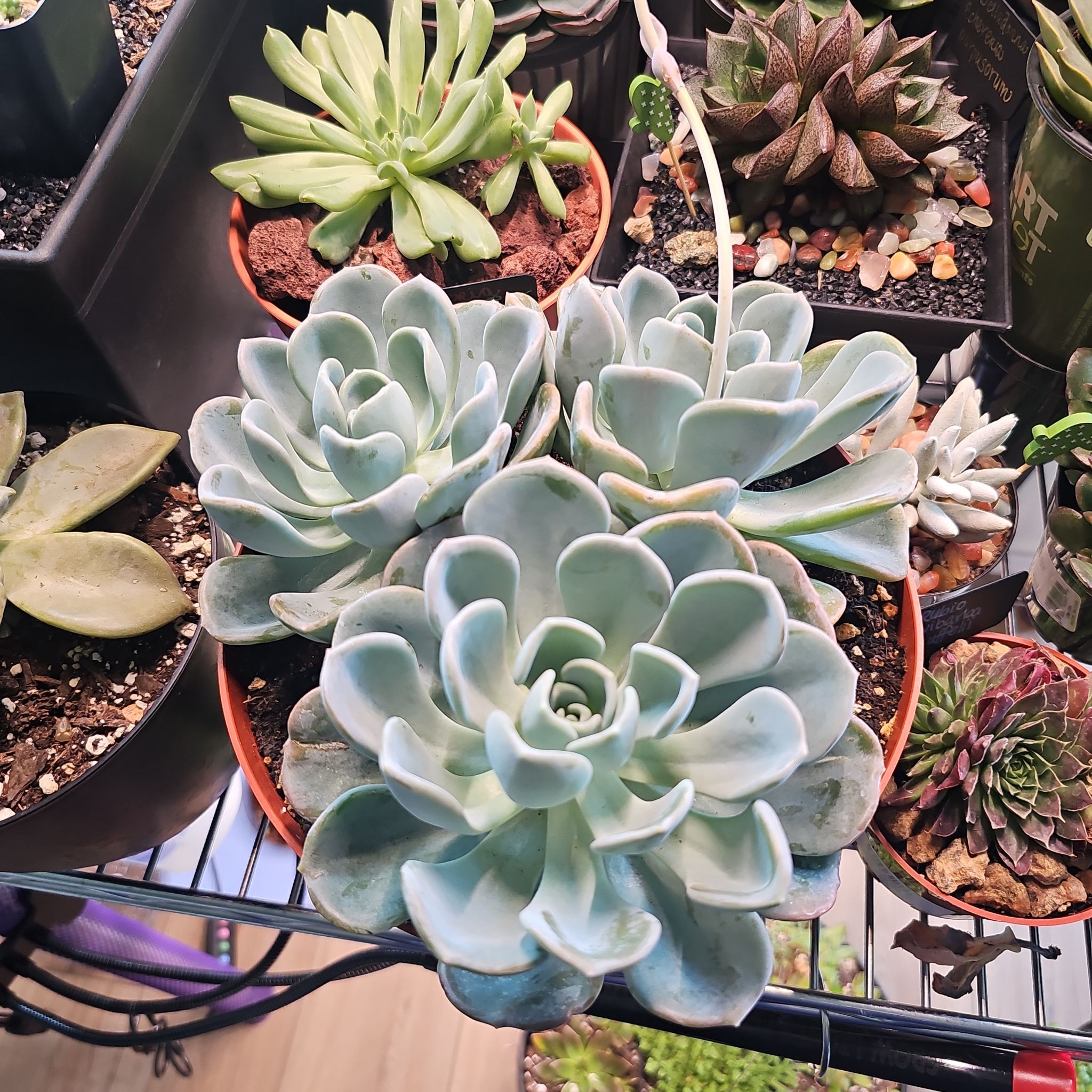 Photo of the plant species Pachyveria 'Orpet' by @FunnySycamore named Foxxy on Greg, the plant care app