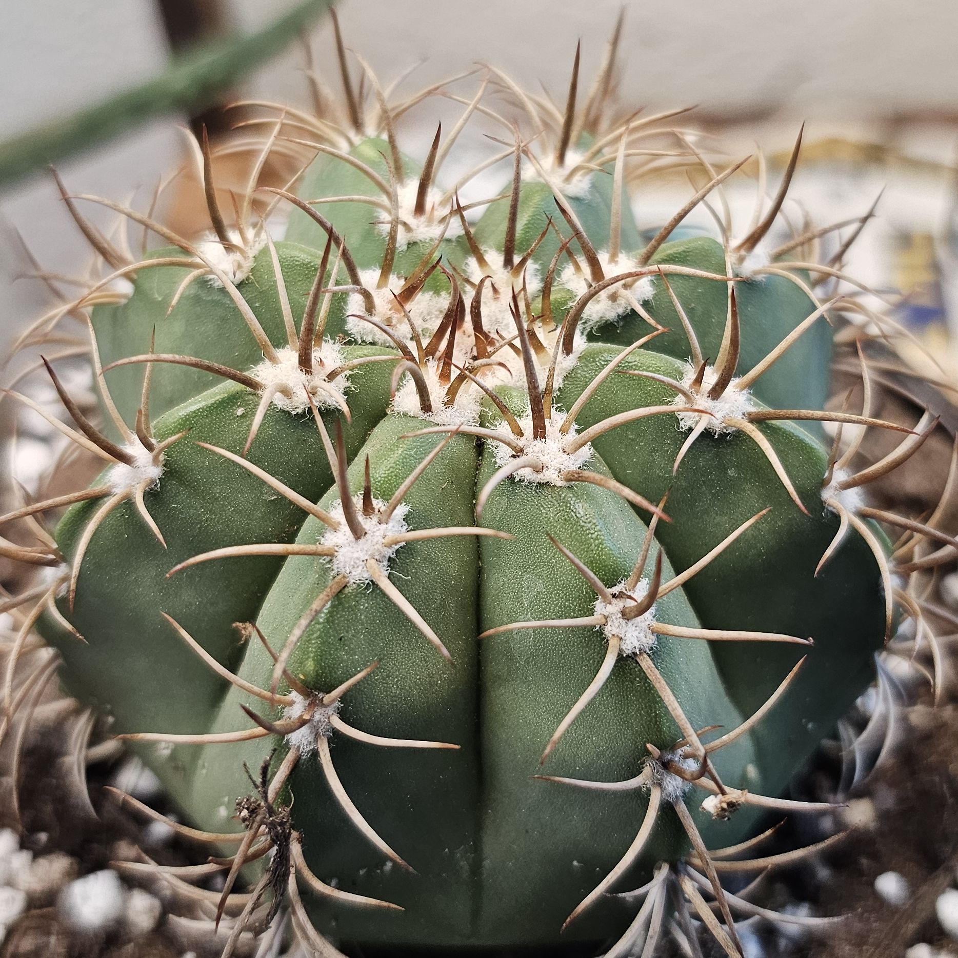 Photo of the plant species Melocactus pruinosus by @FunnySycamore named Melocactus concinnus on Greg, the plant care app