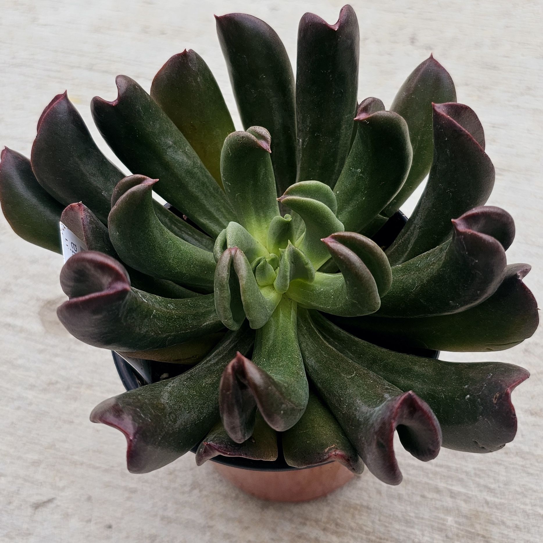 Photo of the plant species Dark Vader Echeveria by @FunnySycamore named Forrest on Greg, the plant care app