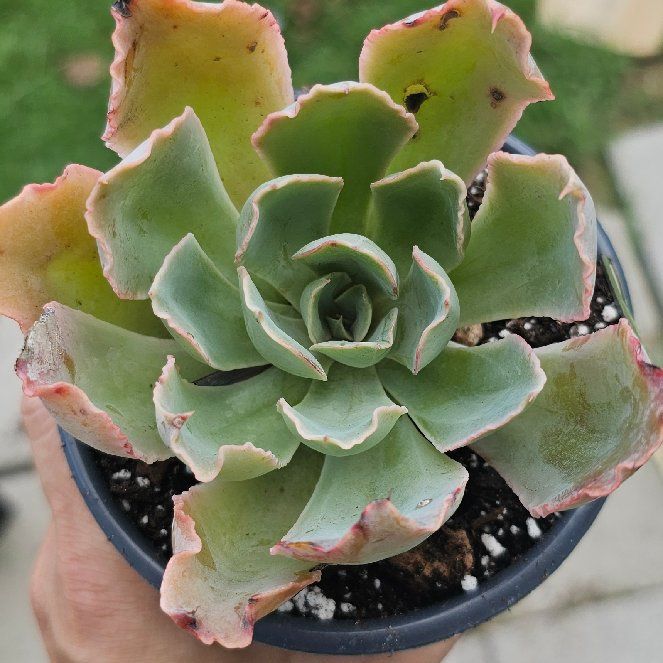 Photo of the plant species Echeveria Hawaii by @FunnySycamore named Treeyoncé on Greg, the plant care app