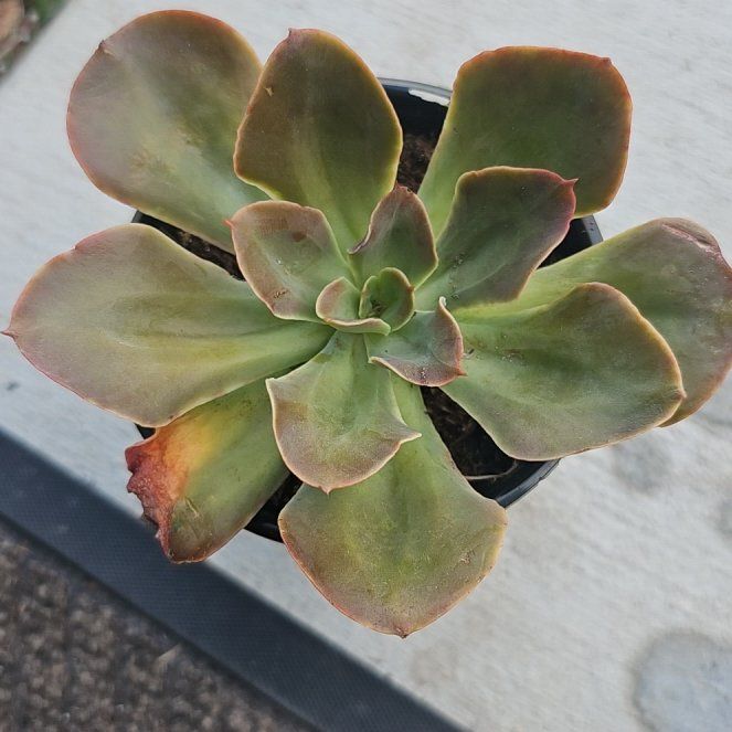 Photo of the plant species Echeveria 'Valeria' by @FunnySycamore named Kendall on Greg, the plant care app