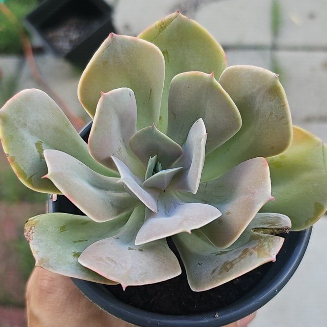 Photo of the plant species Echeveria 'Cream Puff' by @FunnySycamore named Leaf Erickson on Greg, the plant care app