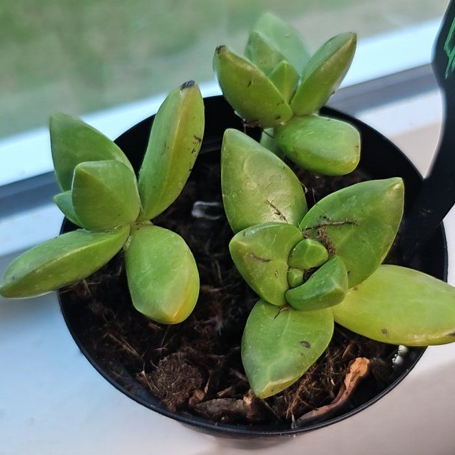 Photo of the plant species Sedum adolphi 'Lime Gold' by @FunnySycamore named Ronaldo on Greg, the plant care app