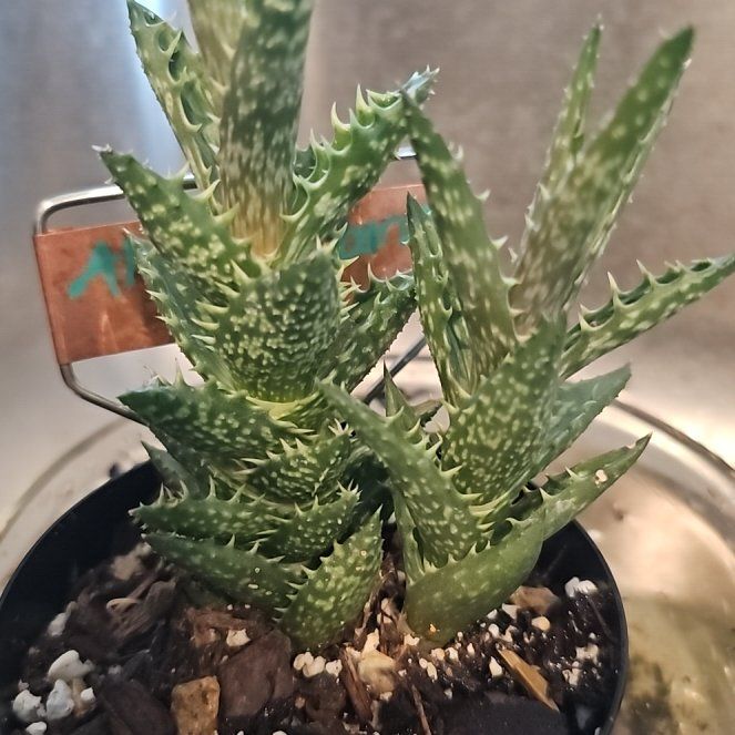Photo of the plant species Narrow-leafed Tiger Tooth Aloe by @FunnySycamore named Zaire on Greg, the plant care app