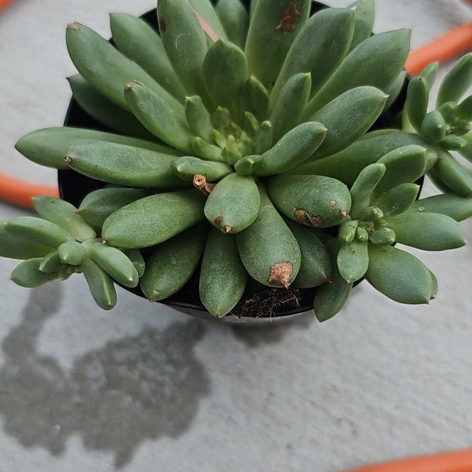 Photo of the plant species Pachyveria Spring Bouquet by @FunnySycamore named Primavera on Greg, the plant care app