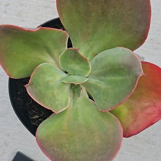 Photo of the plant species Echeveria 'Big Red' by @FunnySycamore named Rubria on Greg, the plant care app