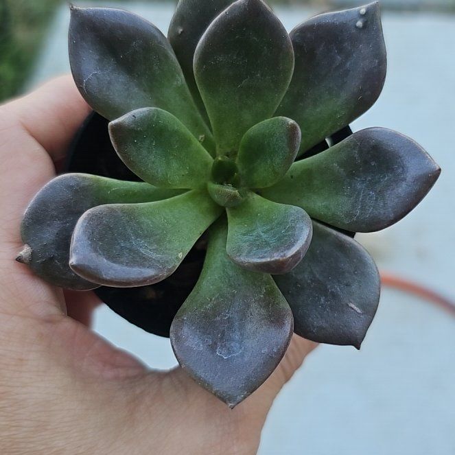 Photo of the plant species Graptoveria 'Juliana' by @FunnySycamore named Jana on Greg, the plant care app