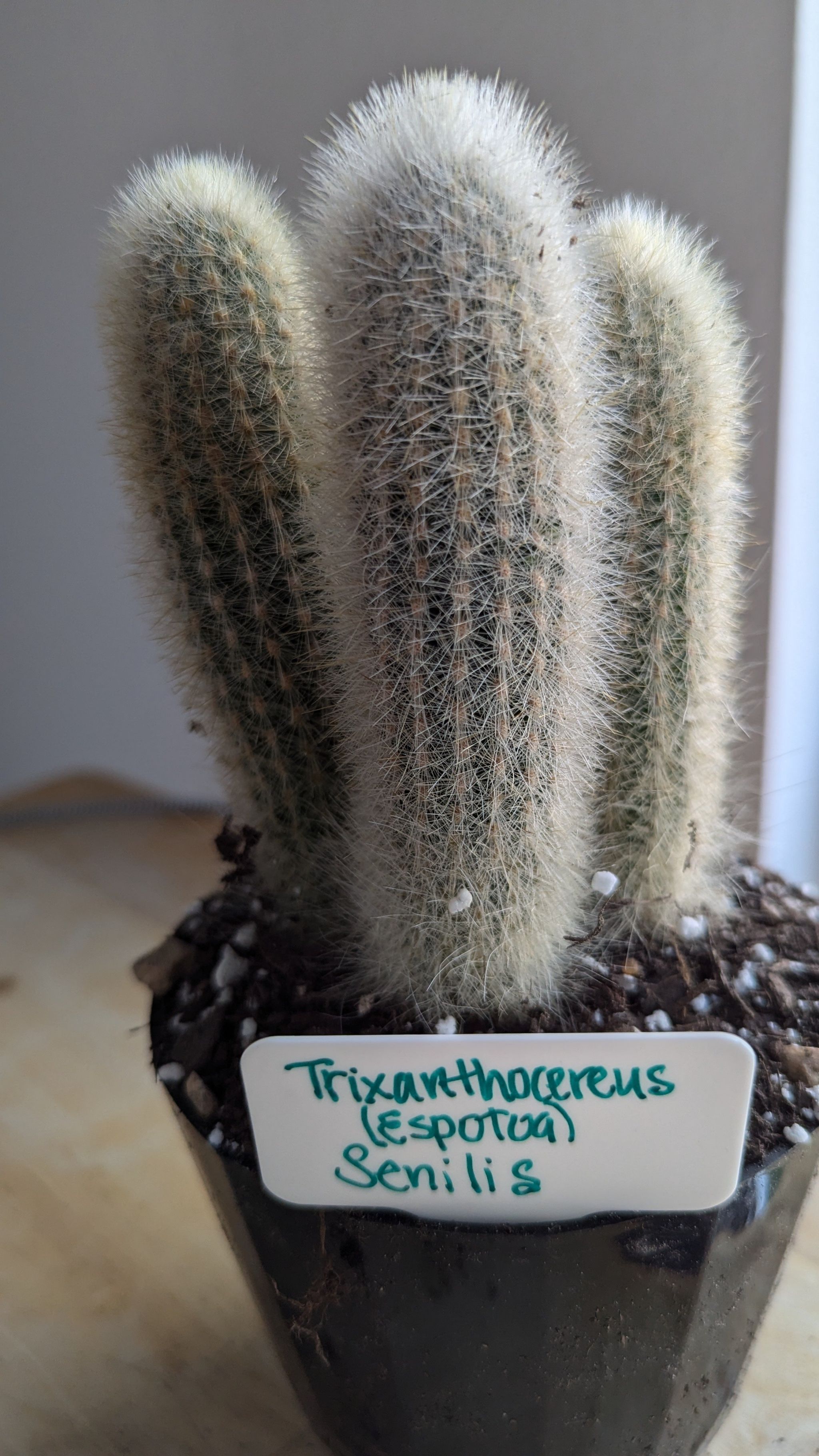 Photo of the plant species Asst cacti by @FunnySycamore named Trixanthocereus Senilis on Greg, the plant care app