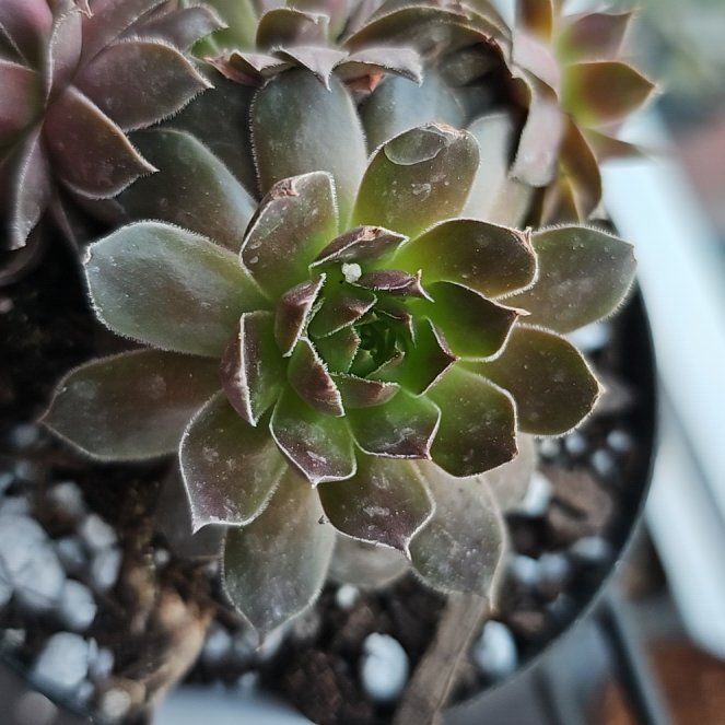 Photo of the plant species Sempervivum 'Pacific Devil's Food' by @FunnySycamore named Terra on Greg, the plant care app