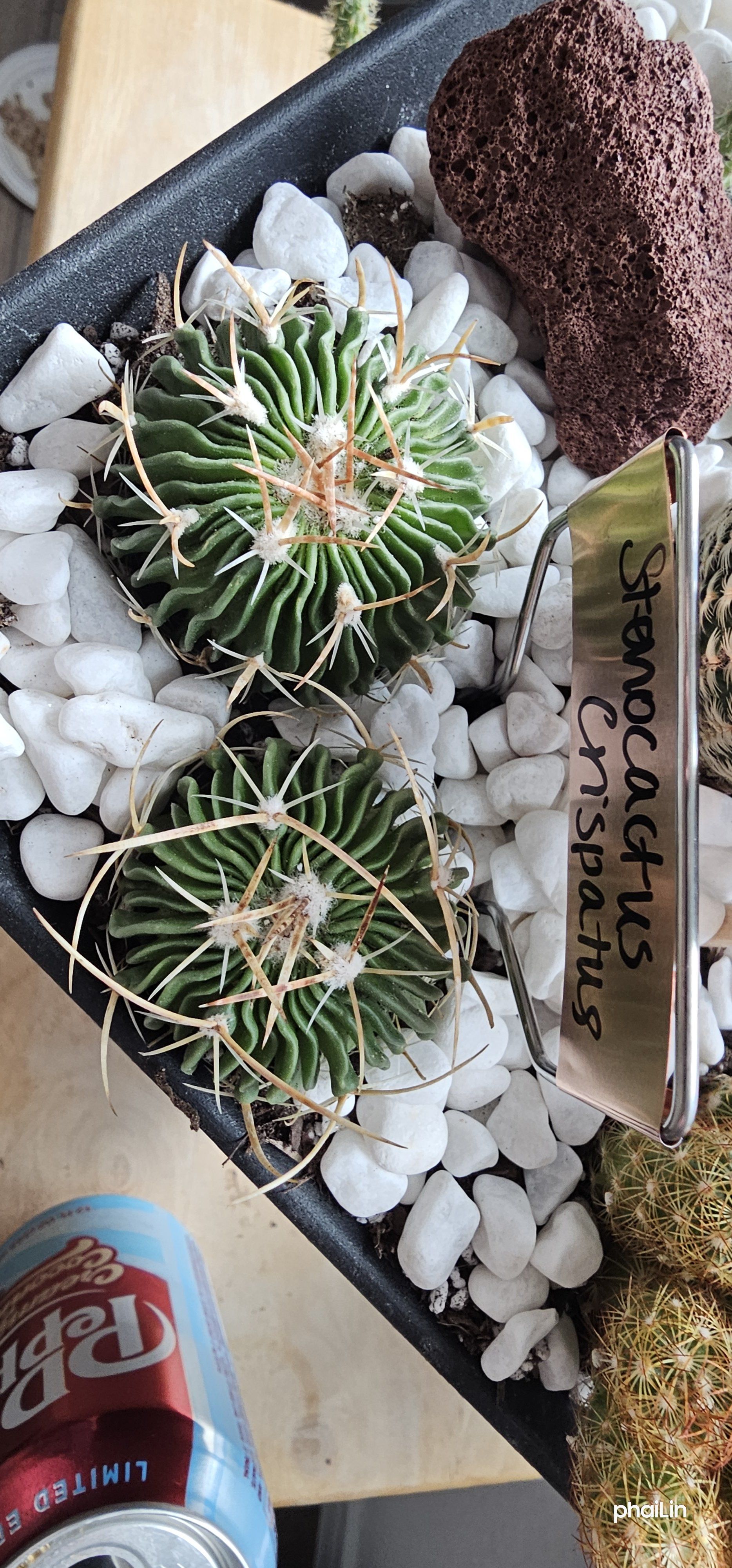 Photo of the plant species Stenocactus crispatus by @FunnySycamore named Darwin on Greg, the plant care app