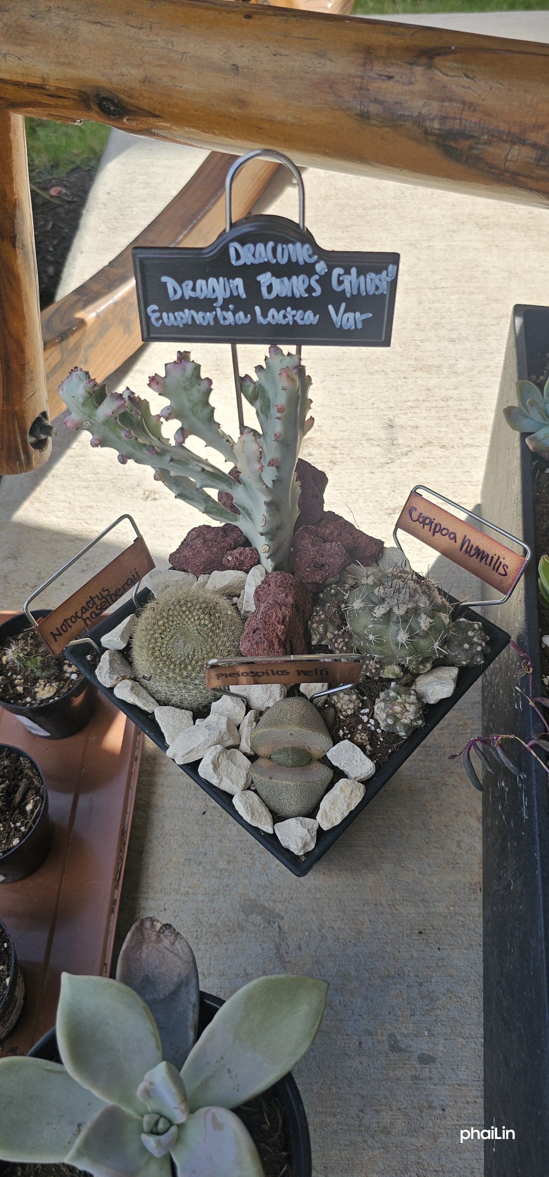 Photo of the plant species f. crestata politomica by @FunnySycamore named Mollie on Greg, the plant care app