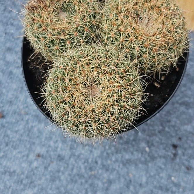 Photo of the plant species Notocactus elegans by @FunnySycamore named Navajo on Greg, the plant care app